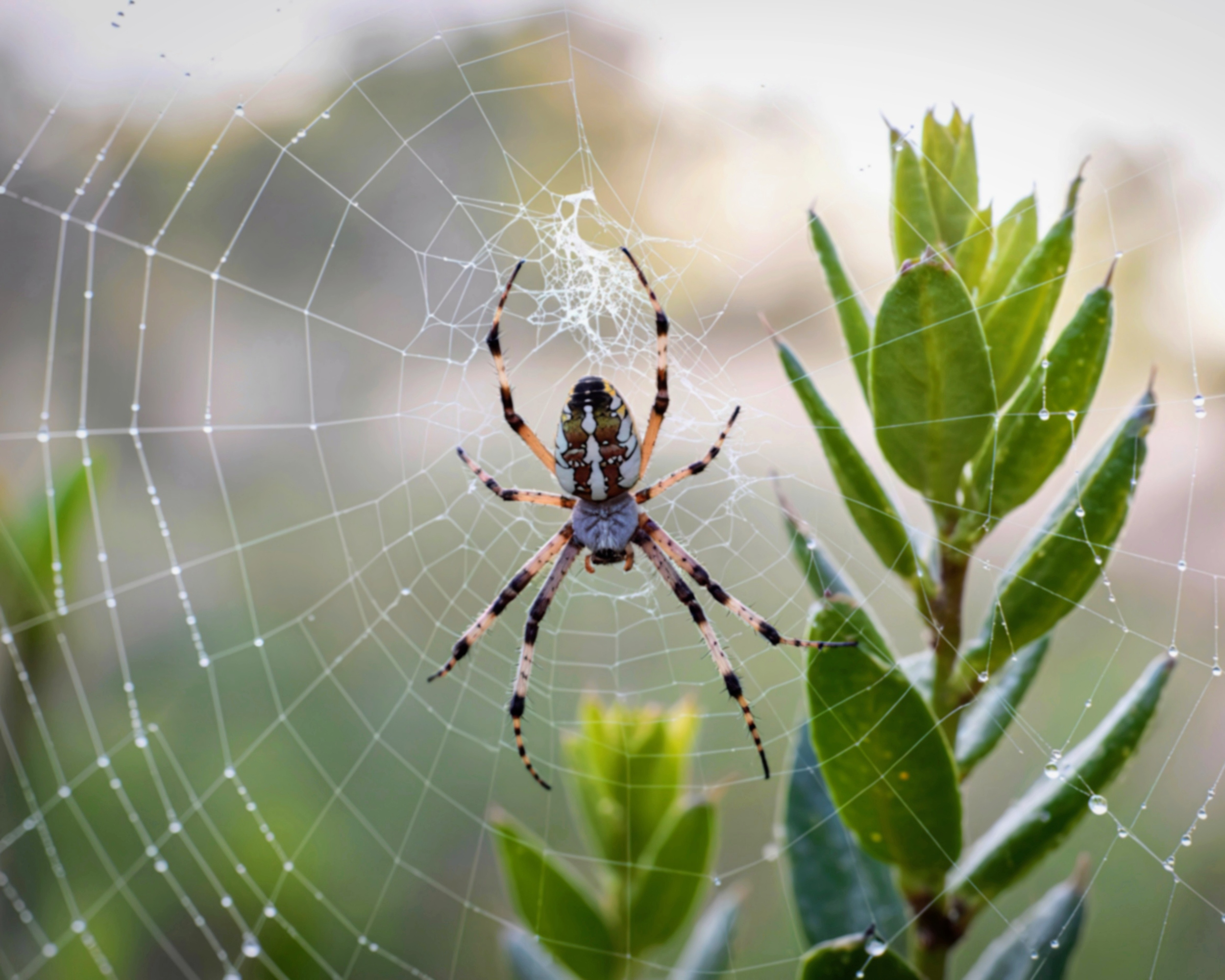 Nearly 90% of U.S. insects and spiders have no conservation status