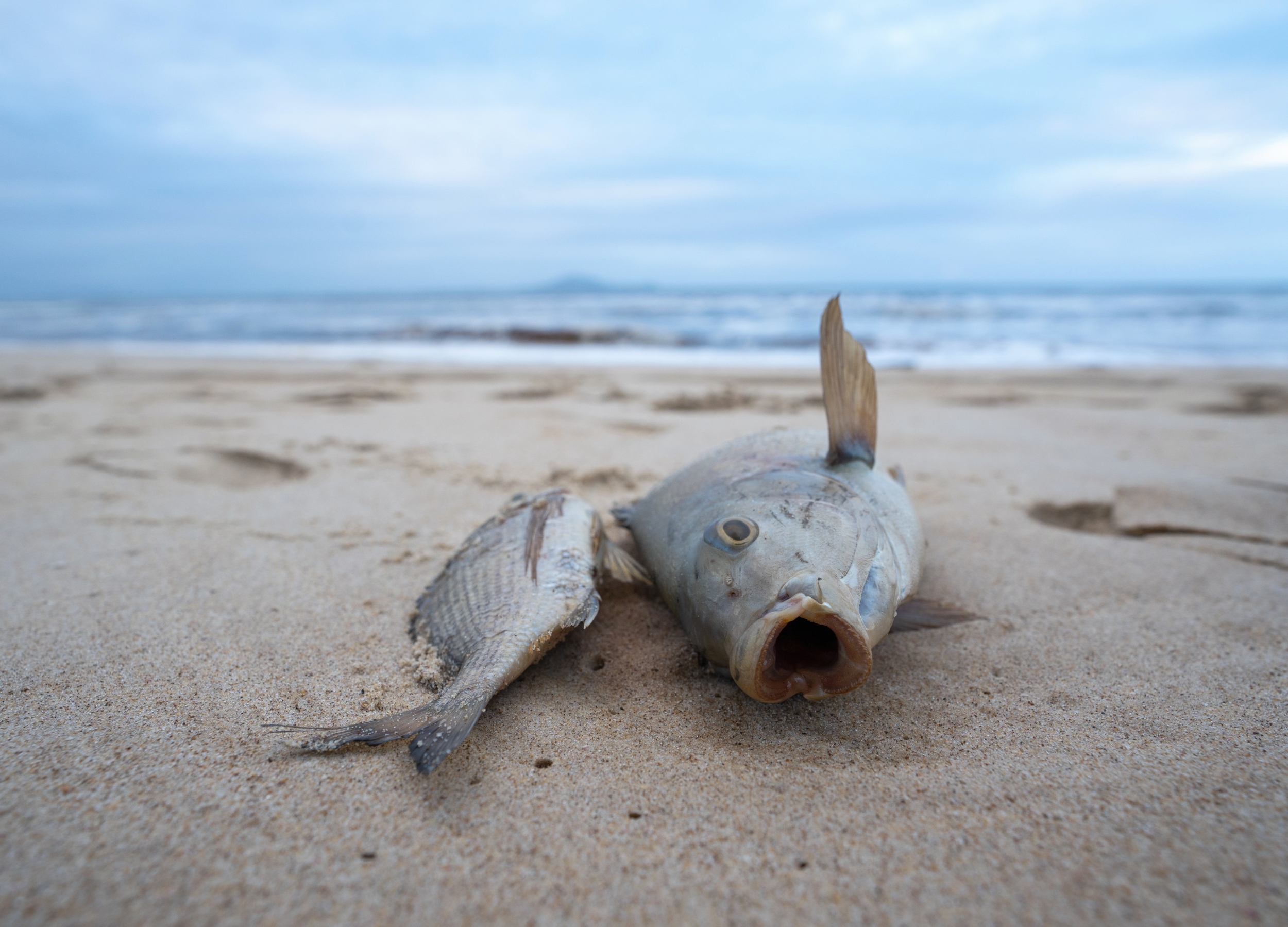 Toxic algal bloom triggered eco-anxiety among coastal residents - Earth.com