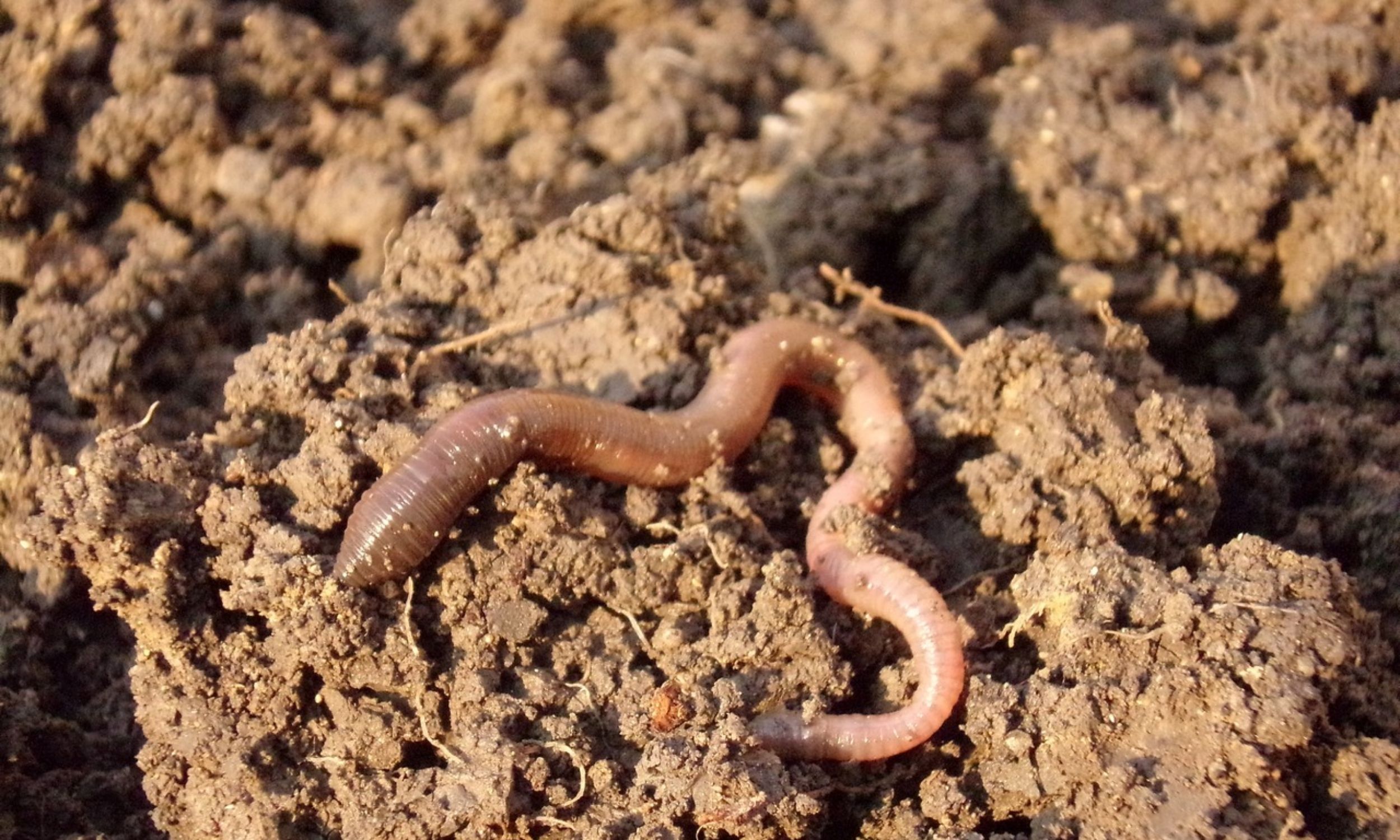 Invasive earthworms are rapidly changing northern U.S. forests