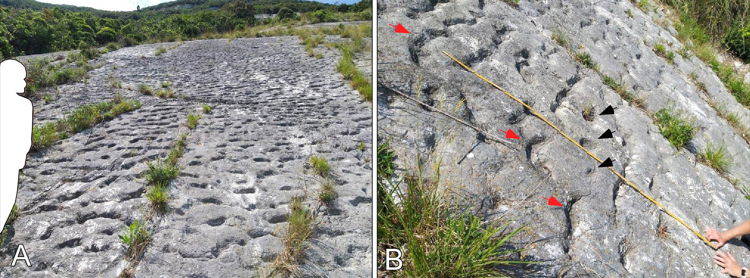 Hikers stumble upon evidence of a sea turtle stampede from 80 million years ago