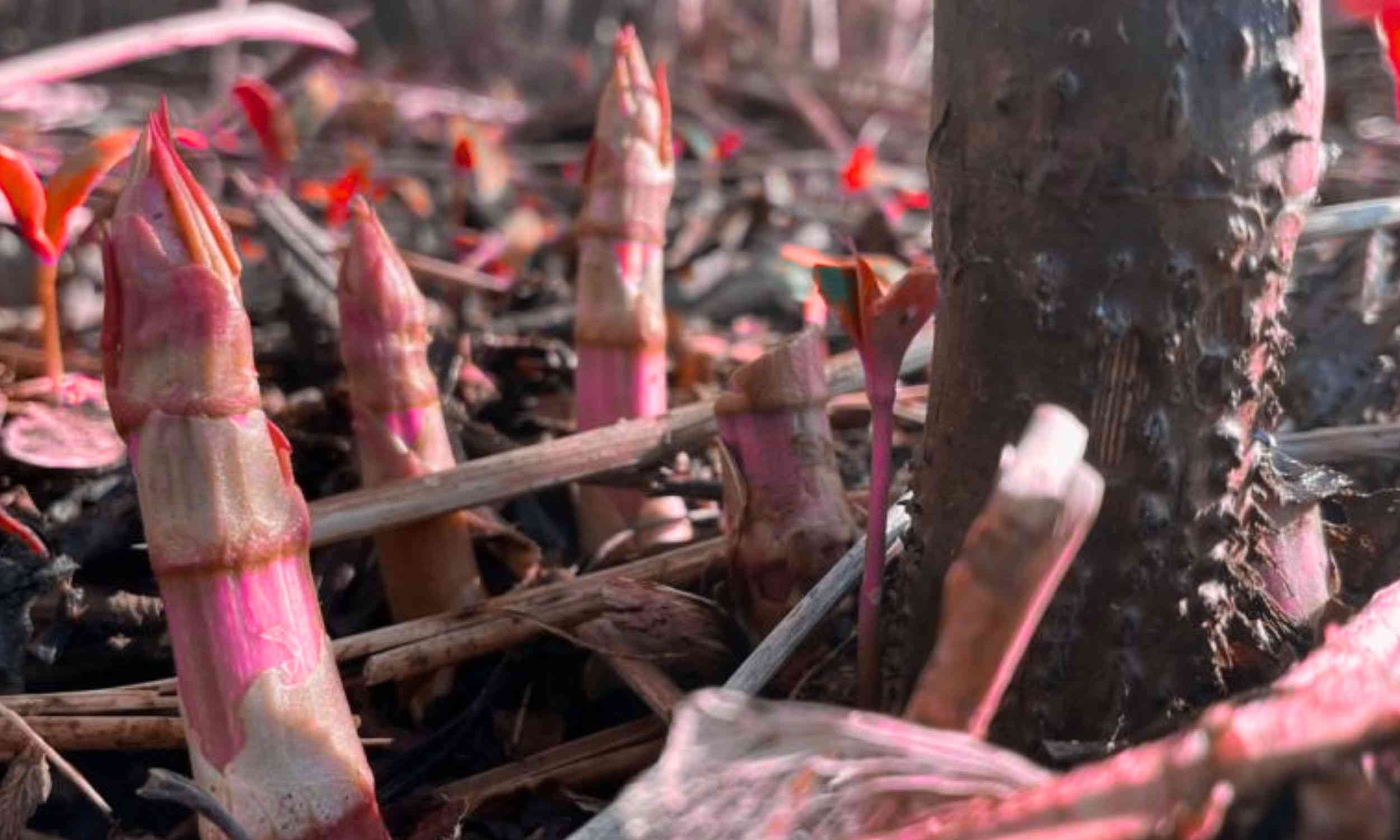 Communities are on alert over a weed that is destroying native species