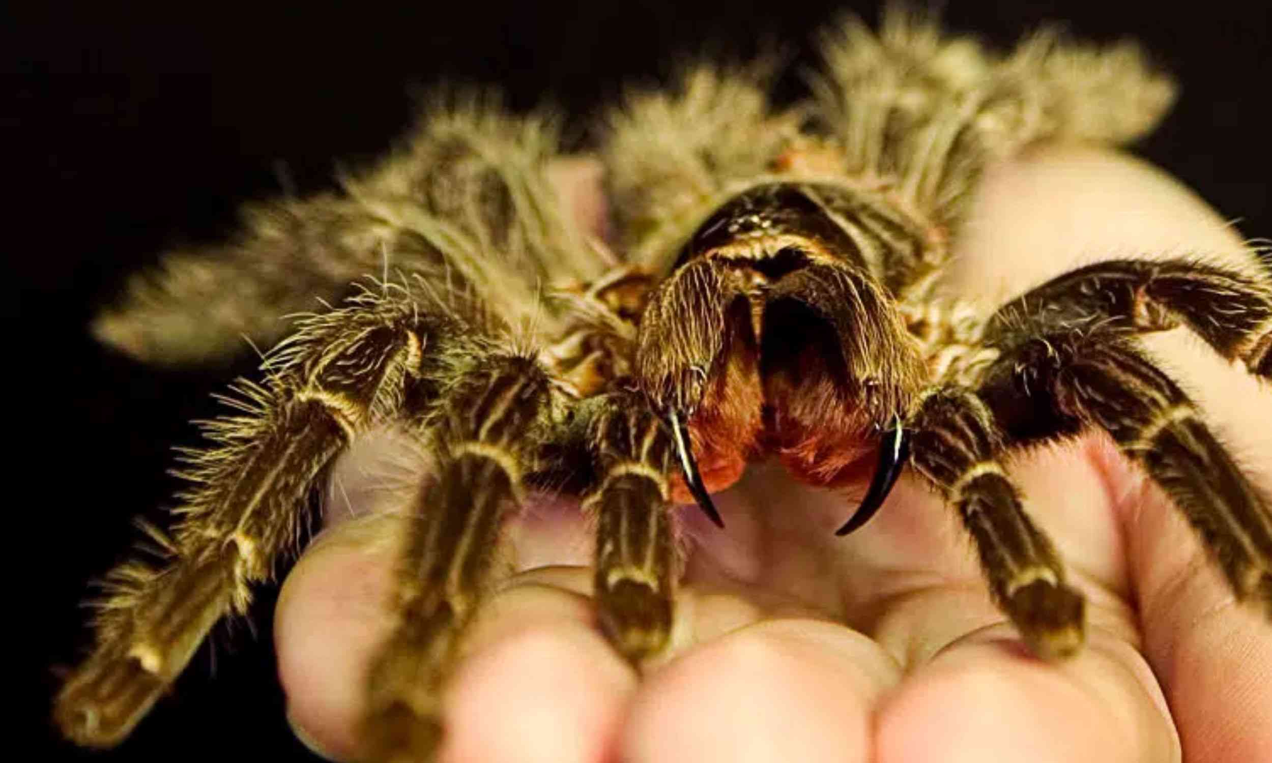 Giant spider's return marks the end of a very successful nature reclamation project
