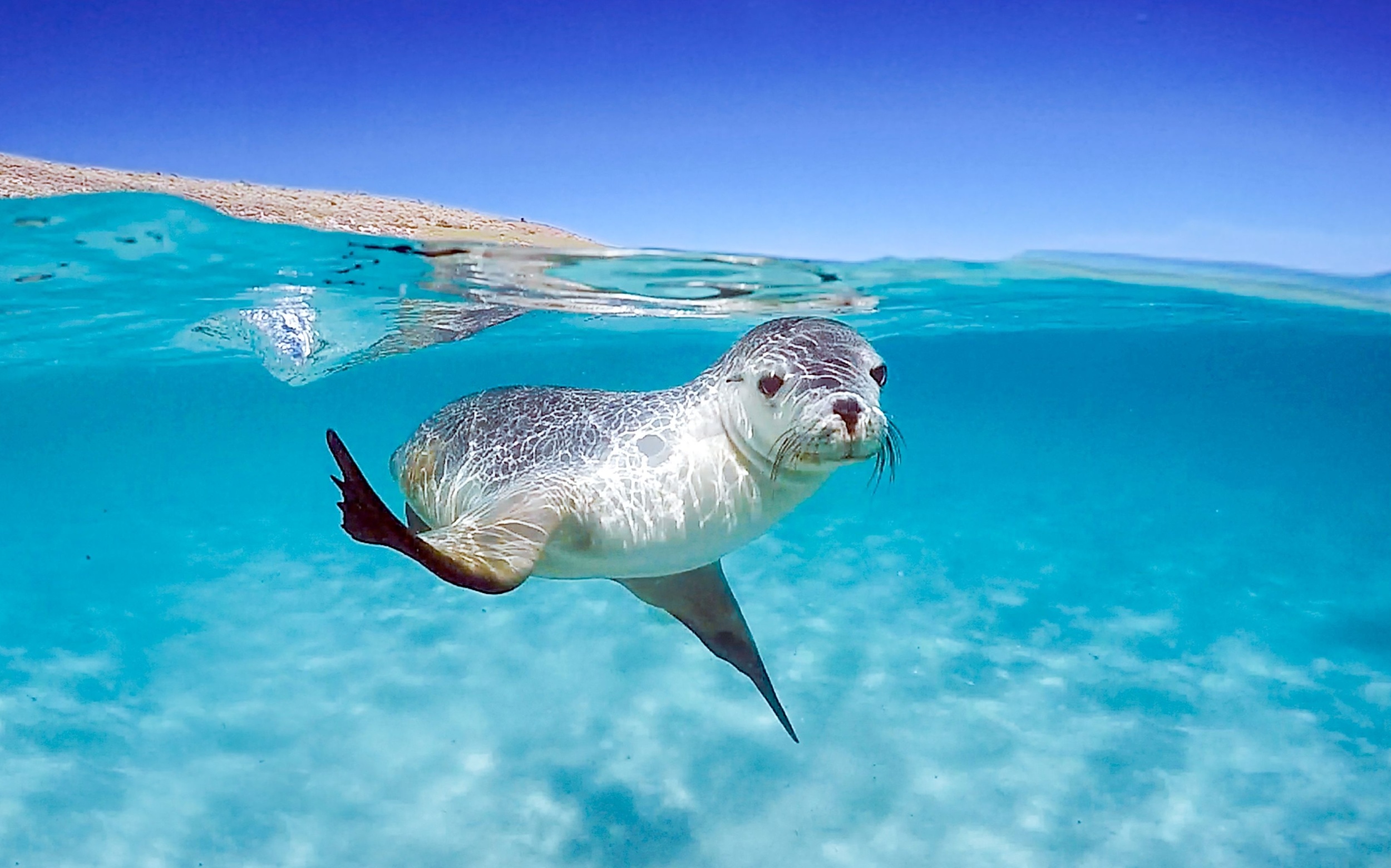 Sea lion pups learn how to hunt by following mom at sea