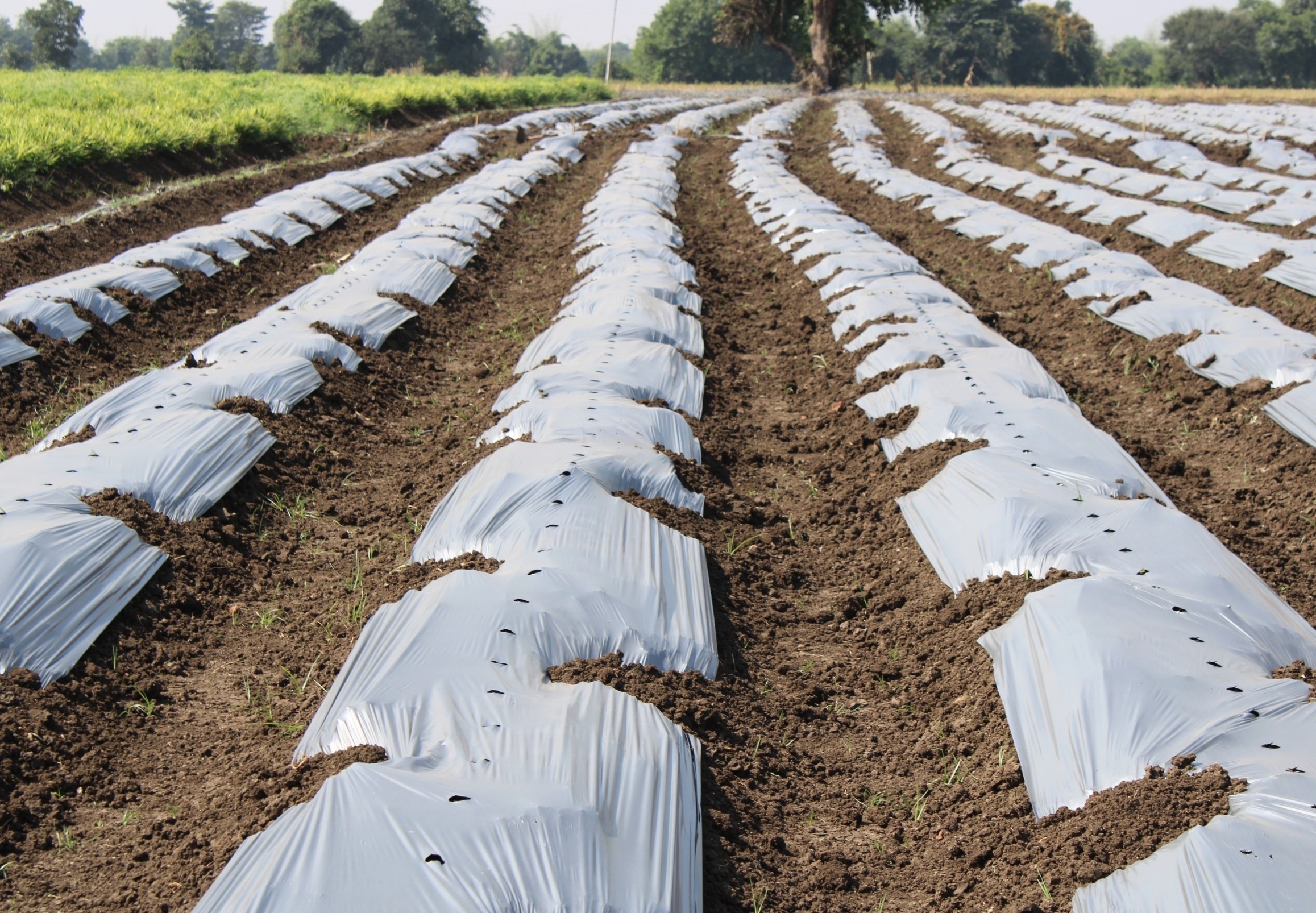 Microplastics are creating tiny microbial battlegrounds in…