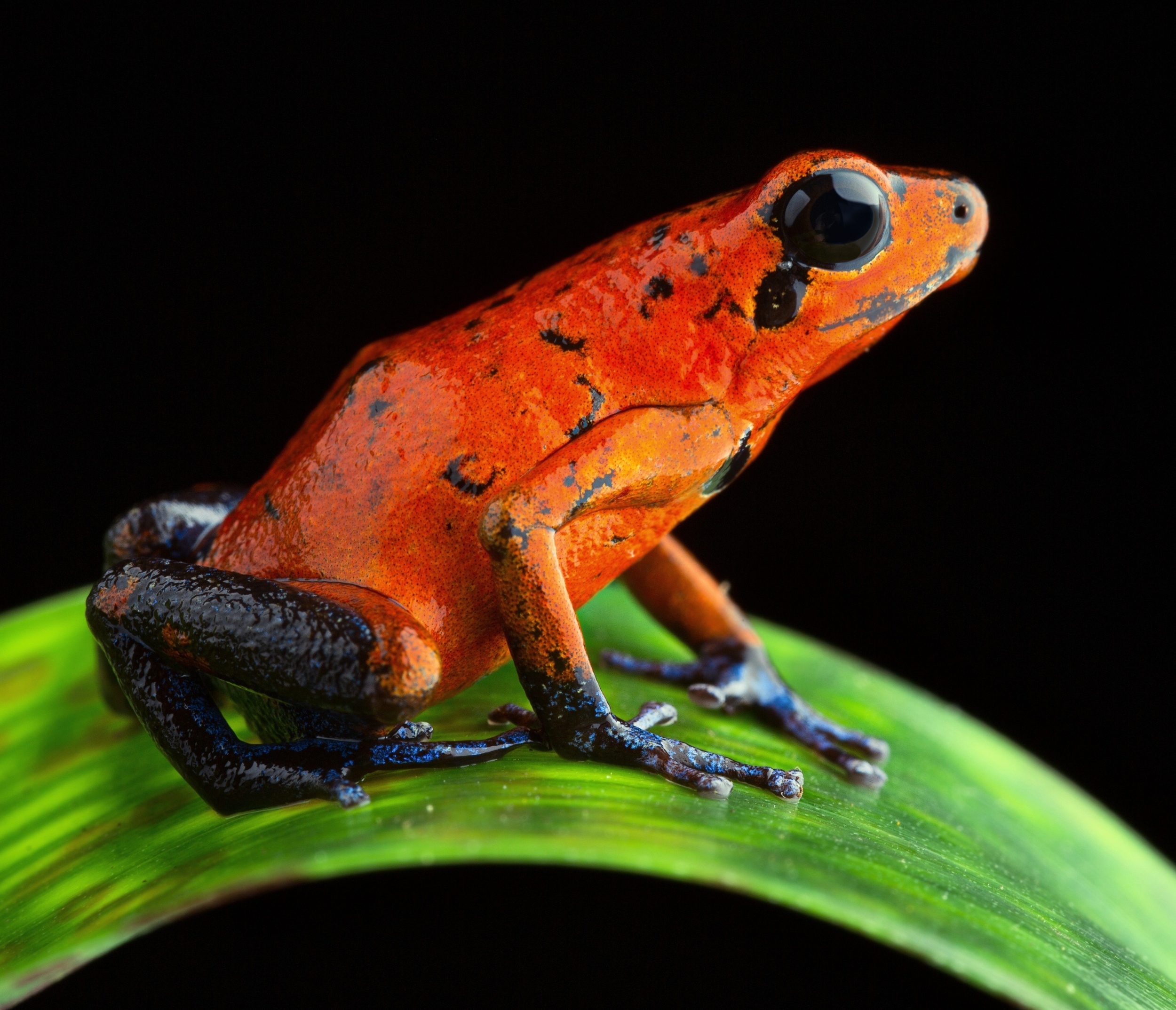 Wasps and frogs evolved identical pain toxins without sharing ancestry