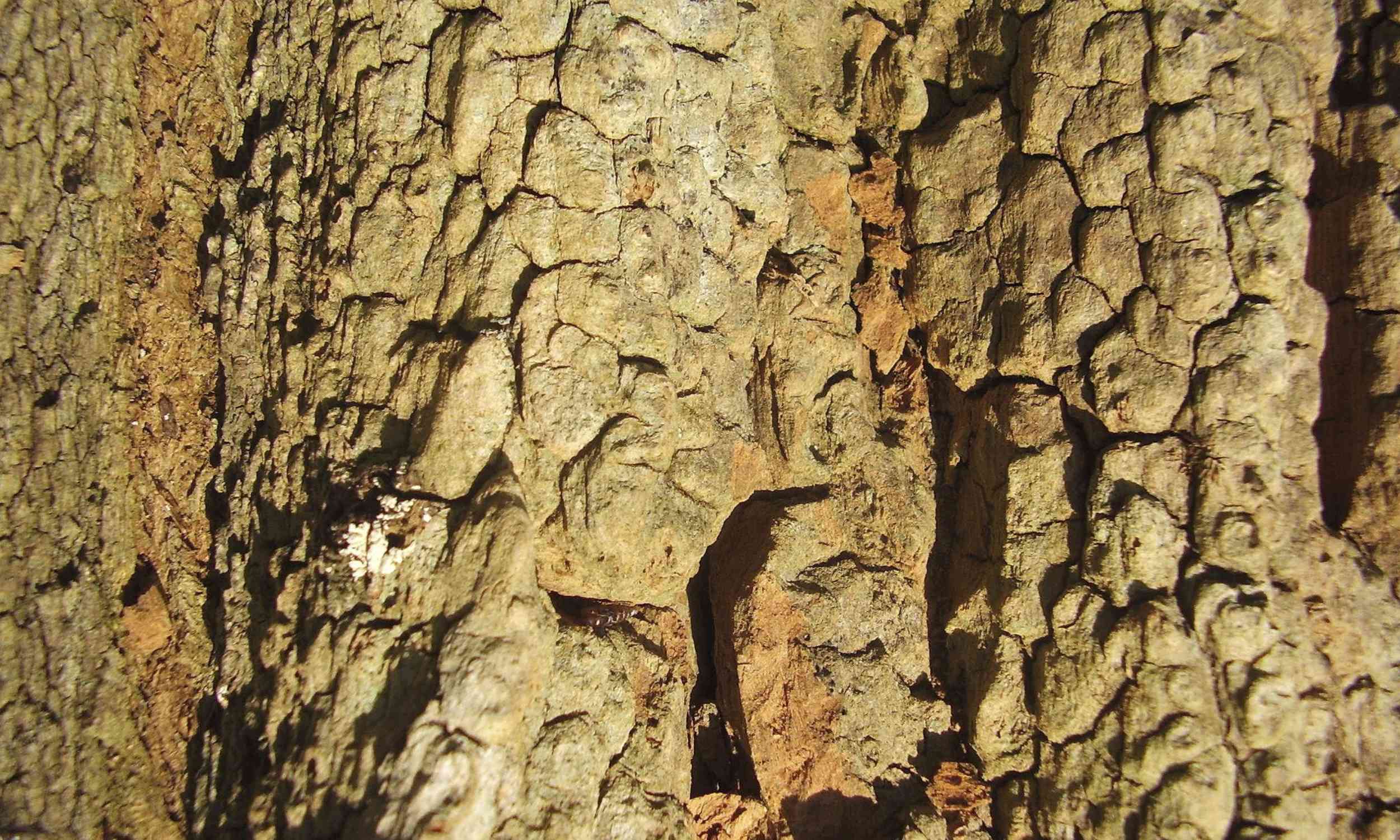 Black locust wood remains strong after 40 years underground