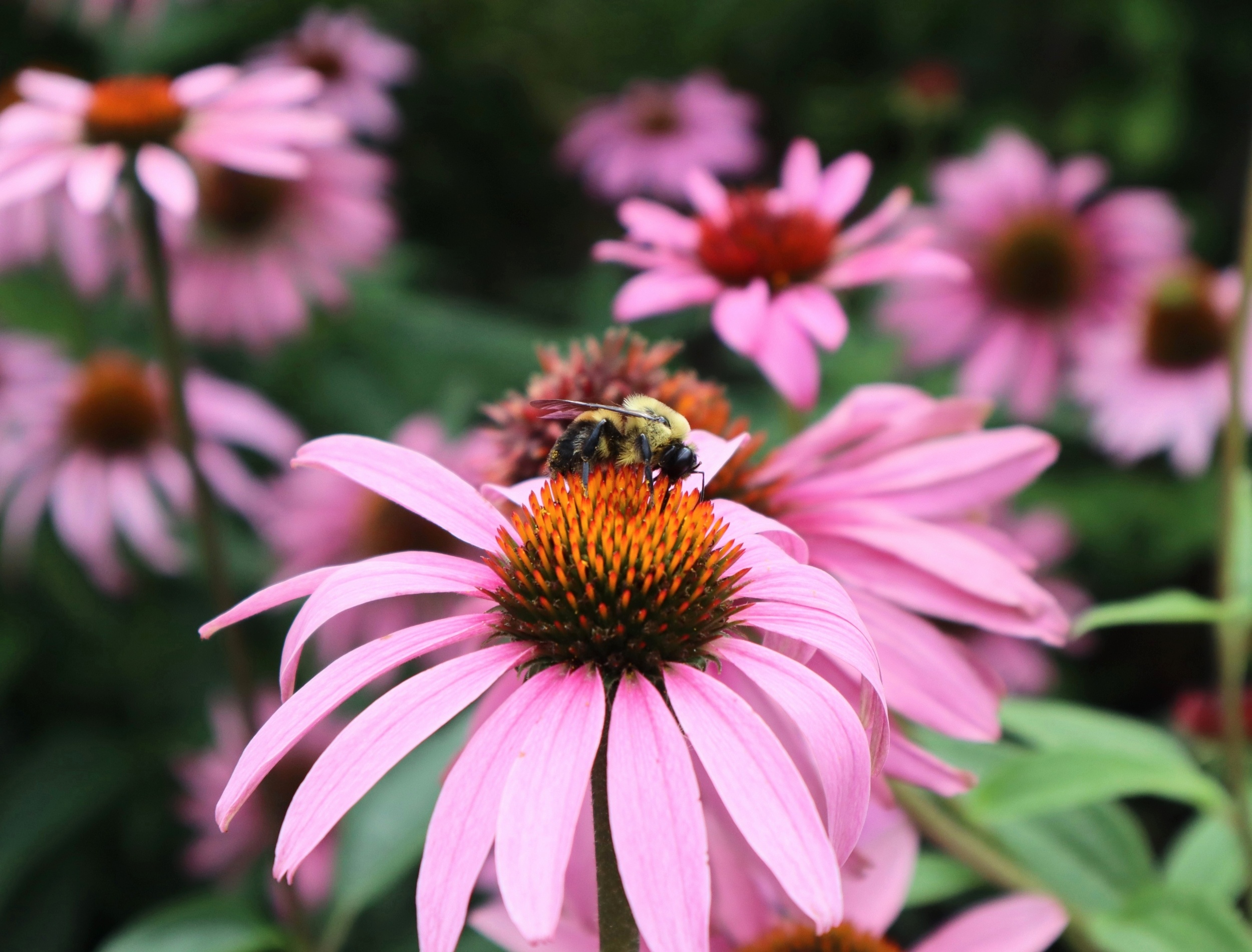 Bumblebees take mental shortcuts when deciding which flowers to visit