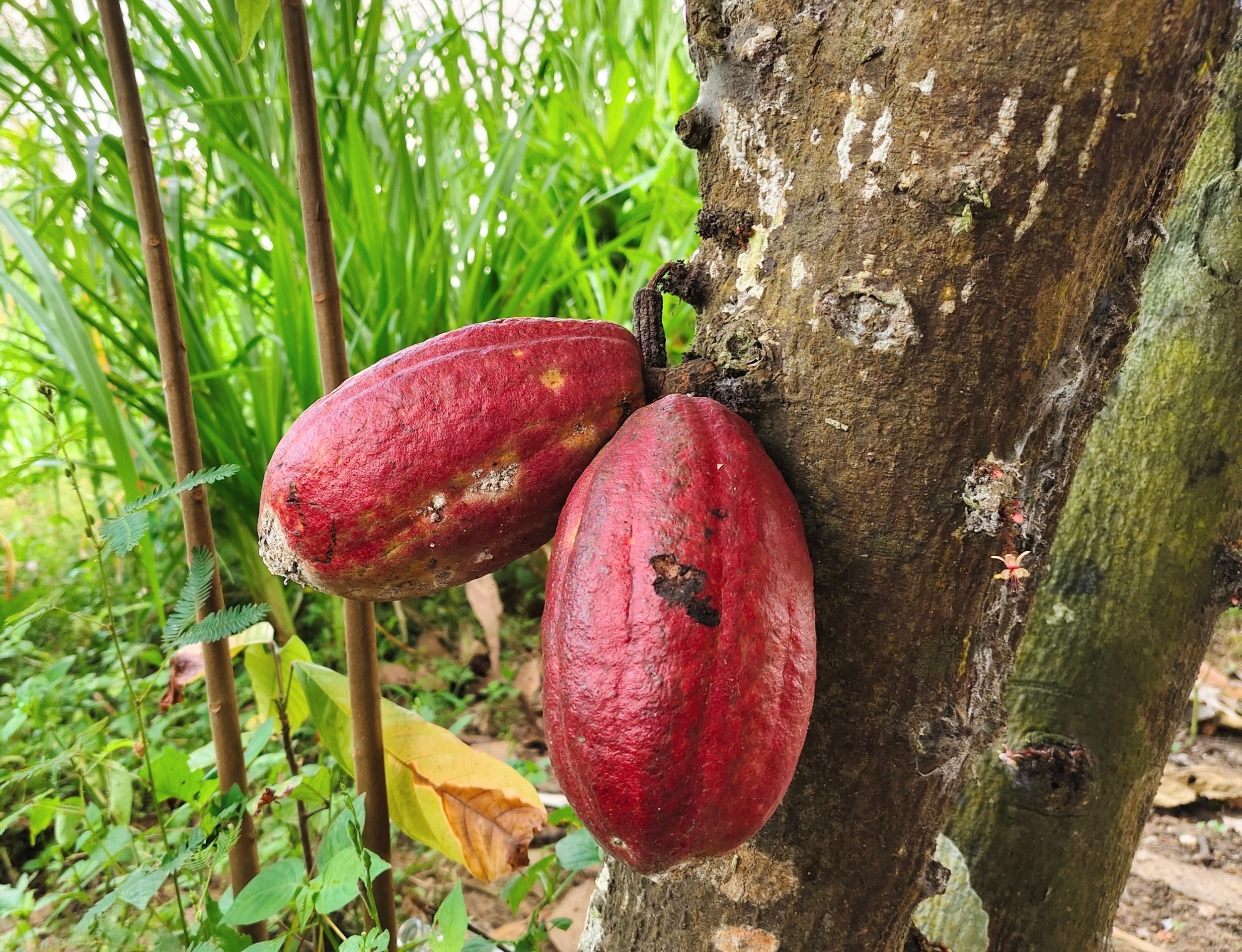 Climate change may push Colombia’s cocoa production uphill