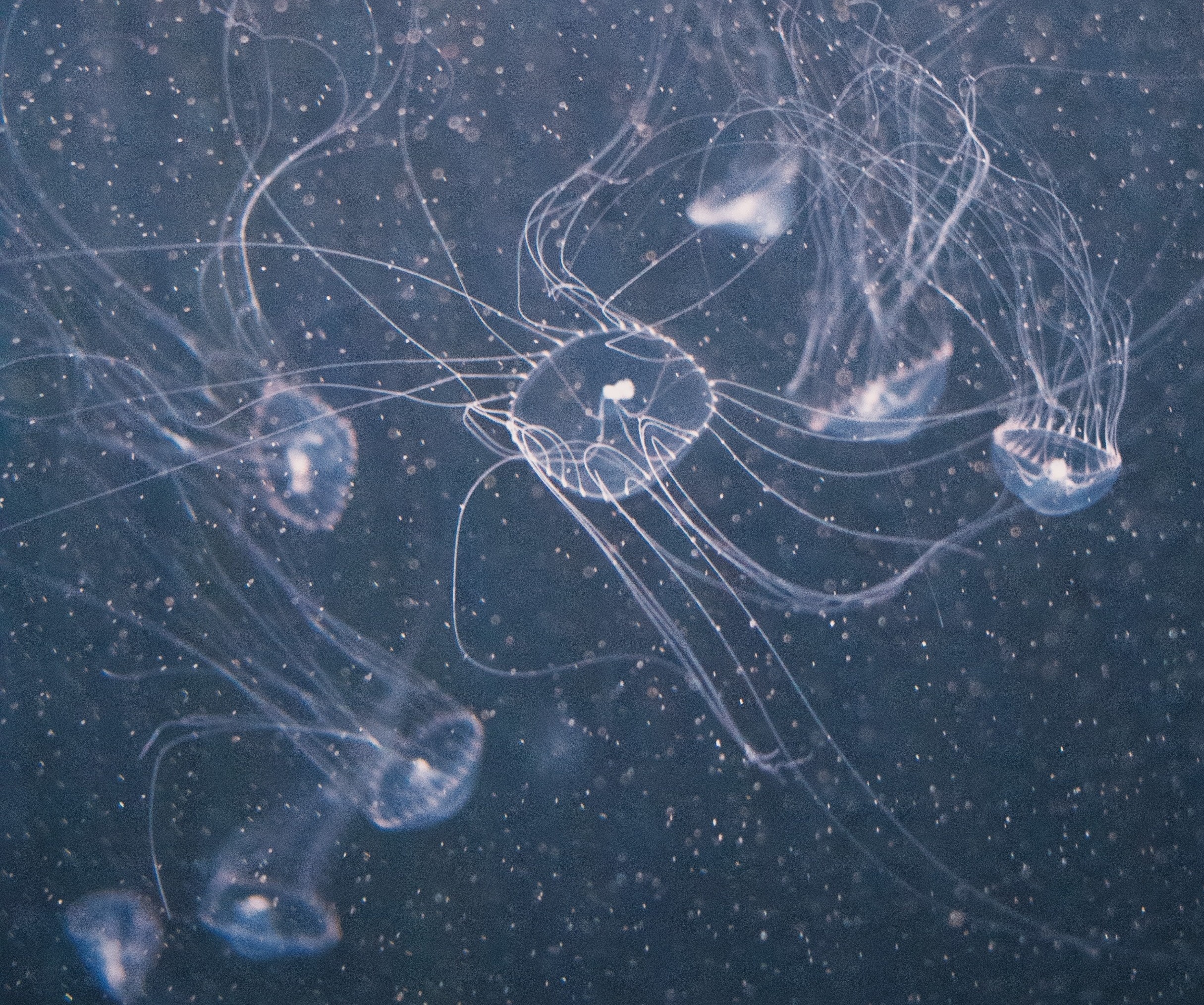 Bacteria eating marine snow may weaken the ocean’s carbon pump