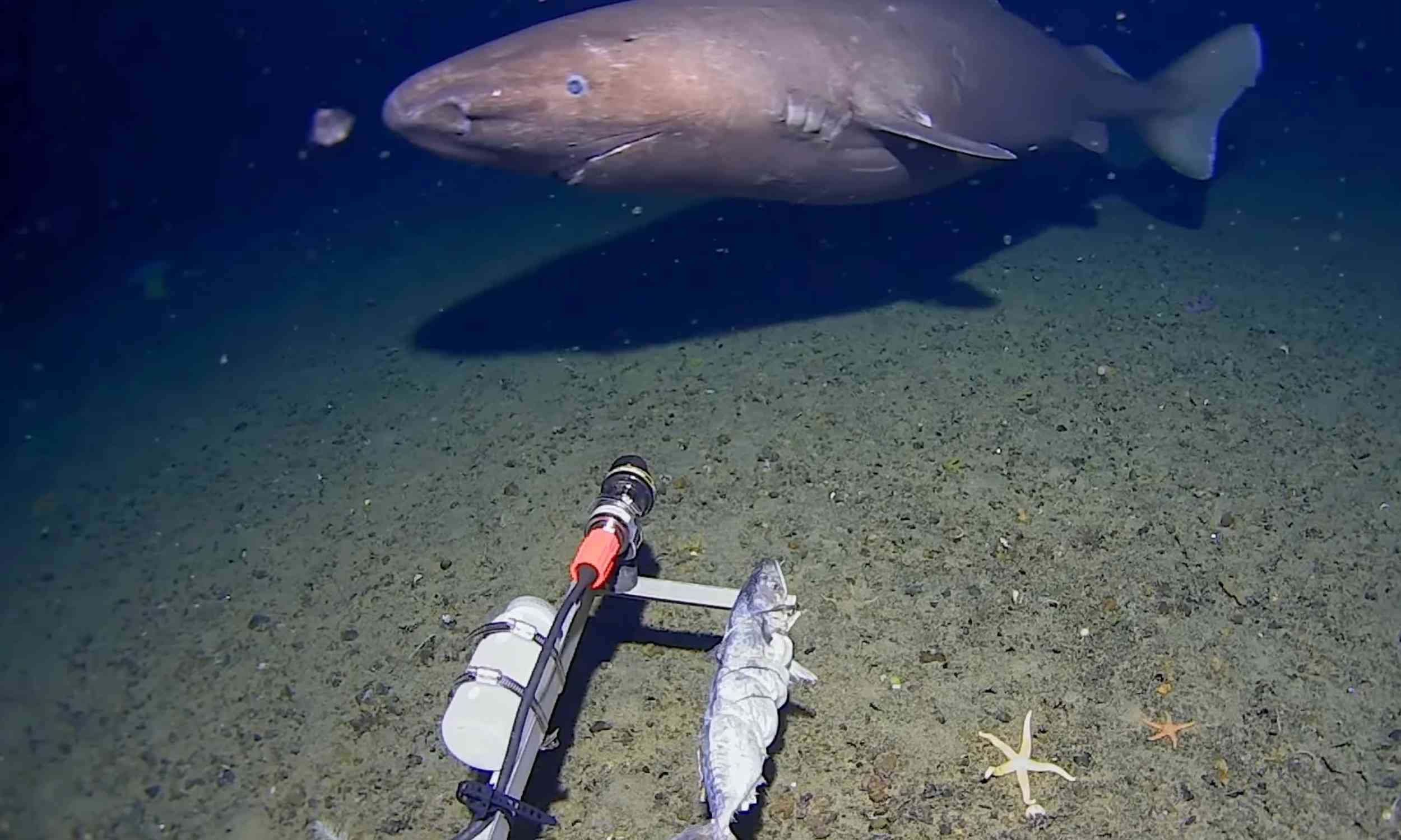 Deep-sea camera captures first shark ever filmed in Antarctic waters
