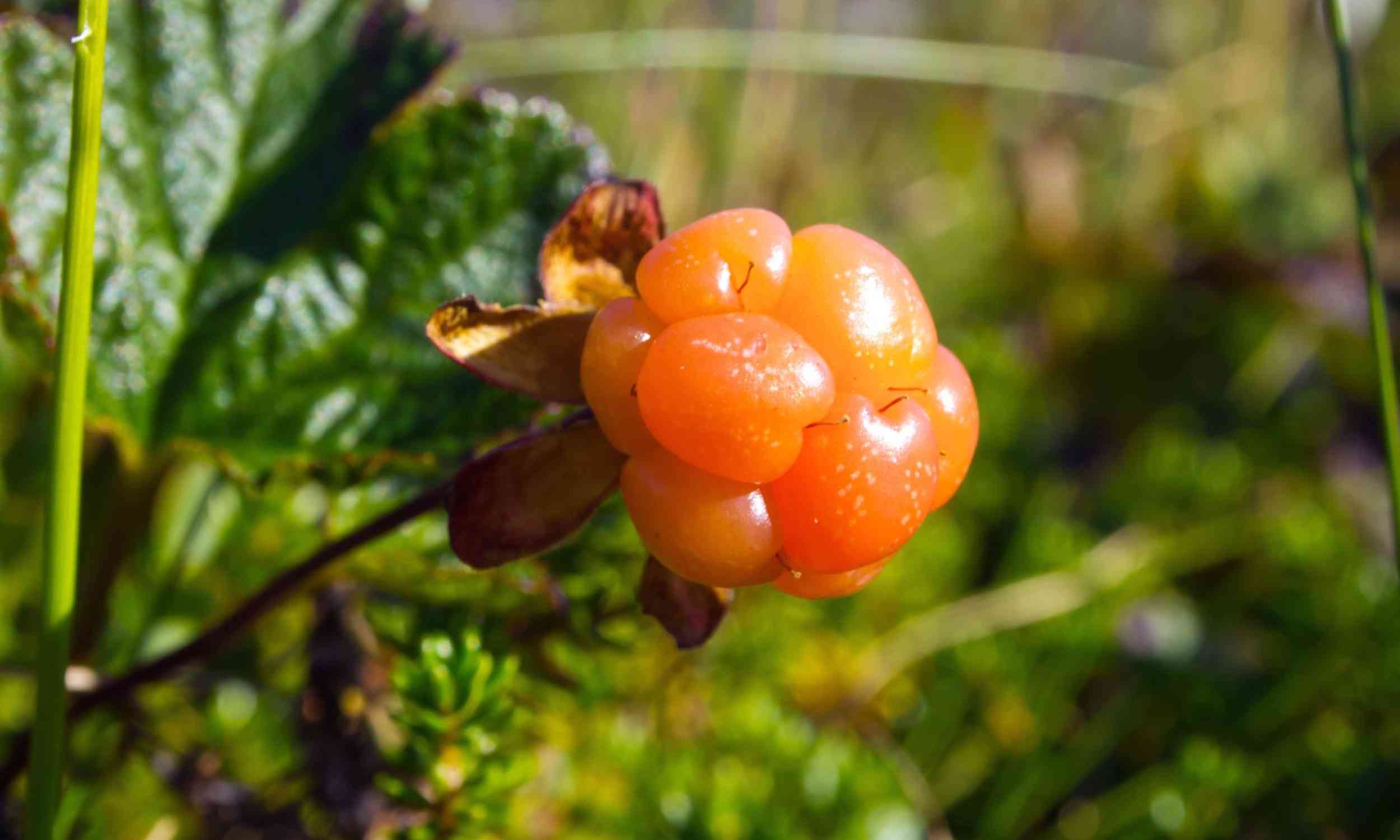 Arctic cloudberry carries DNA from several ancient plants