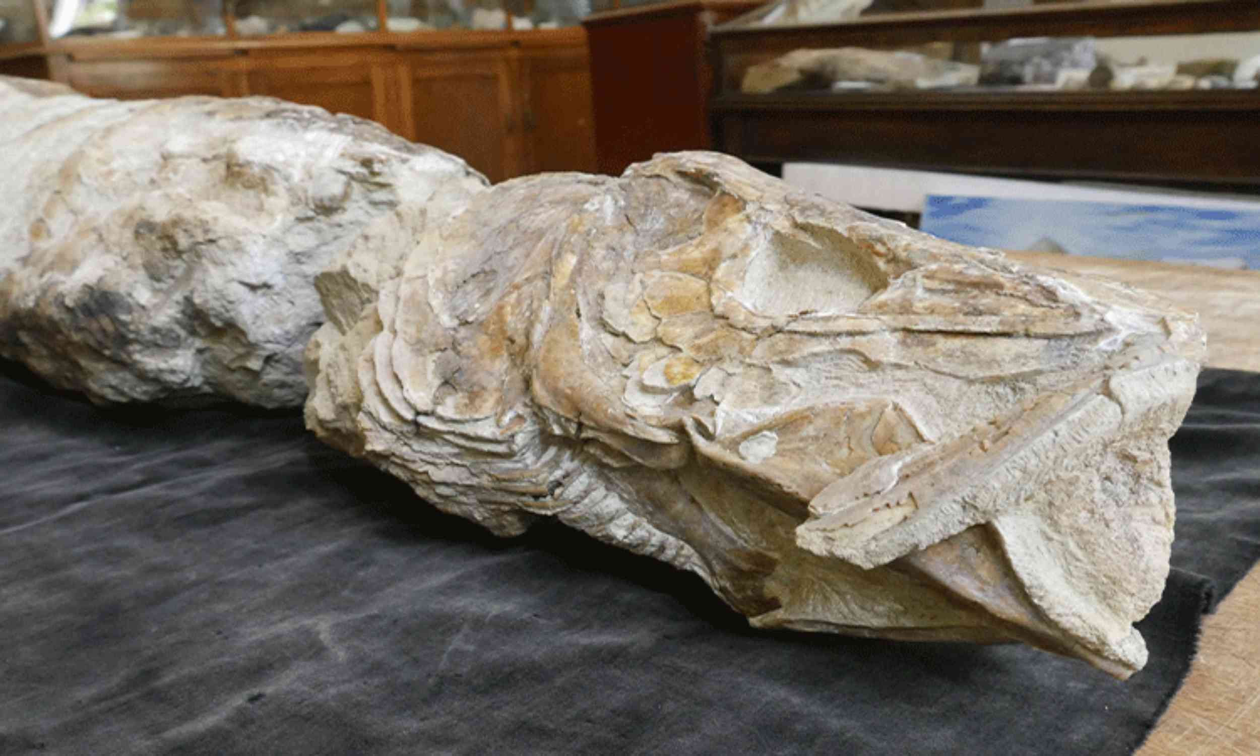 Nearly four-foot predator fish hunted seas 55 million years ago