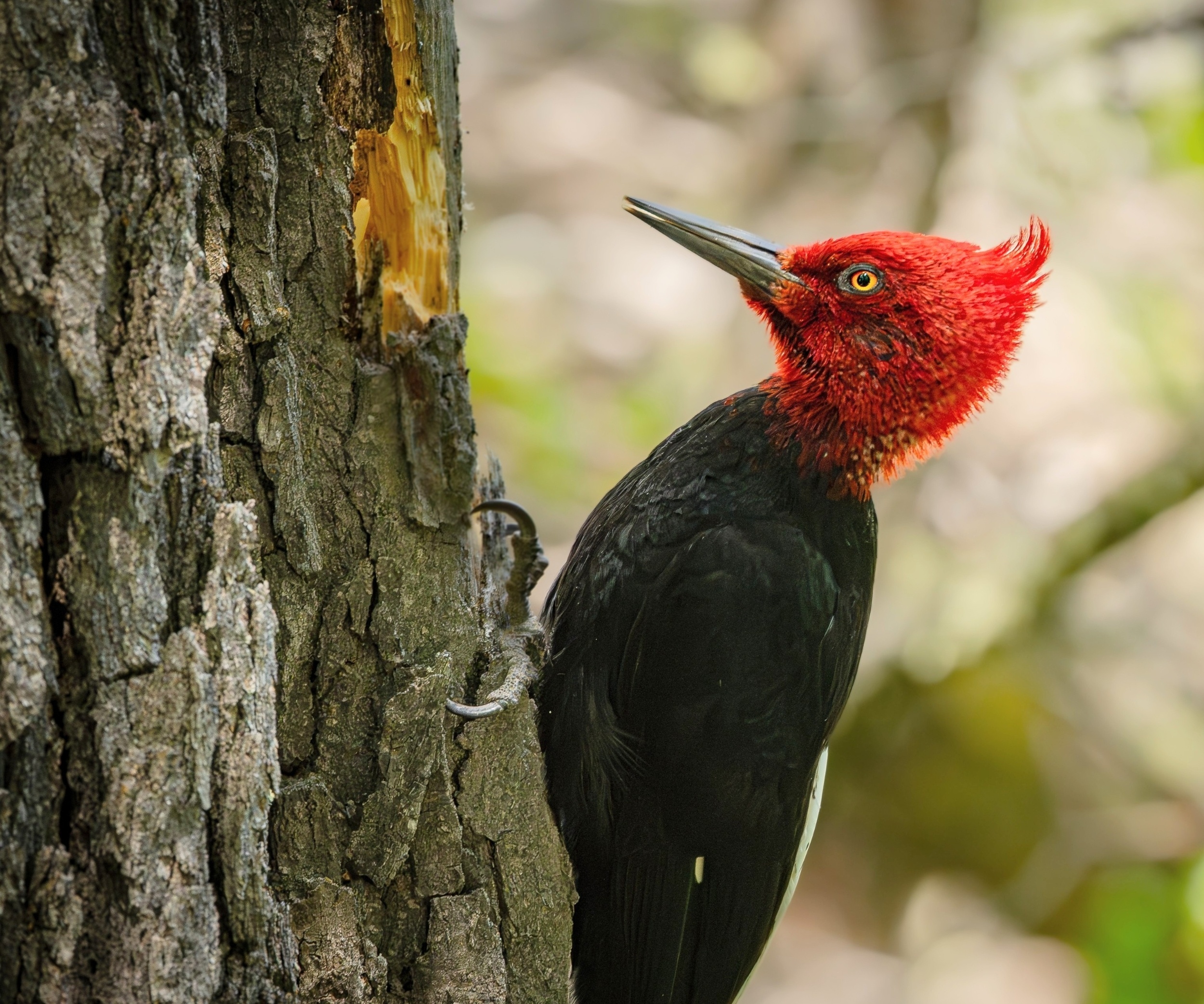 Why woodpeckers don’t get brain damage from constant hammering