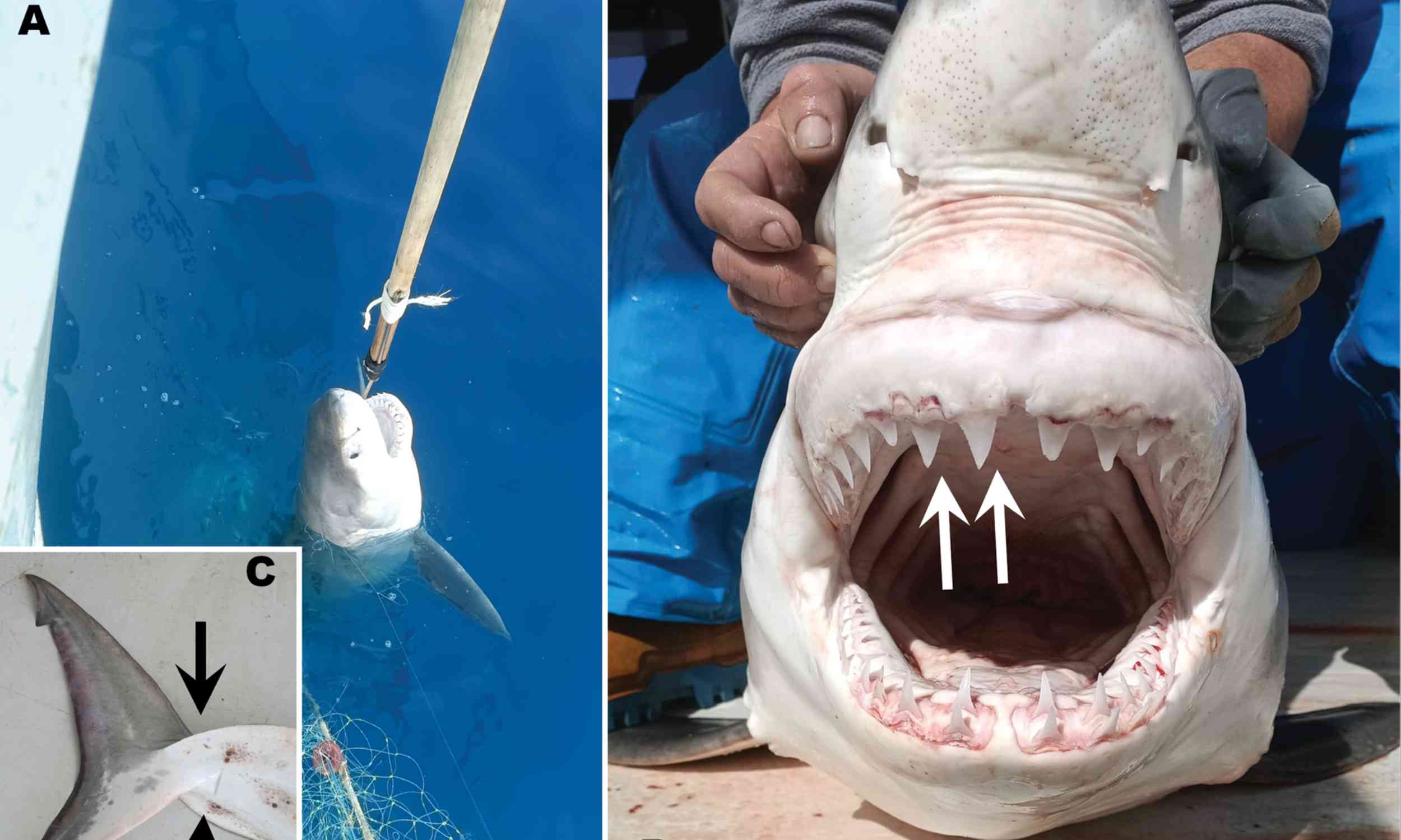 Rare juvenile great white shark found in Mediterranean waters once thought empty