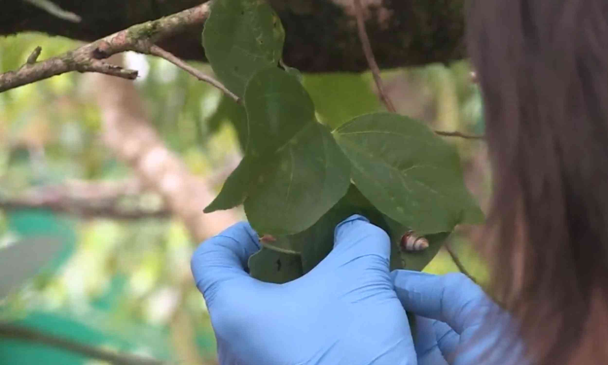 Hawaiian tree snail returns to wild after 30 years in captivity