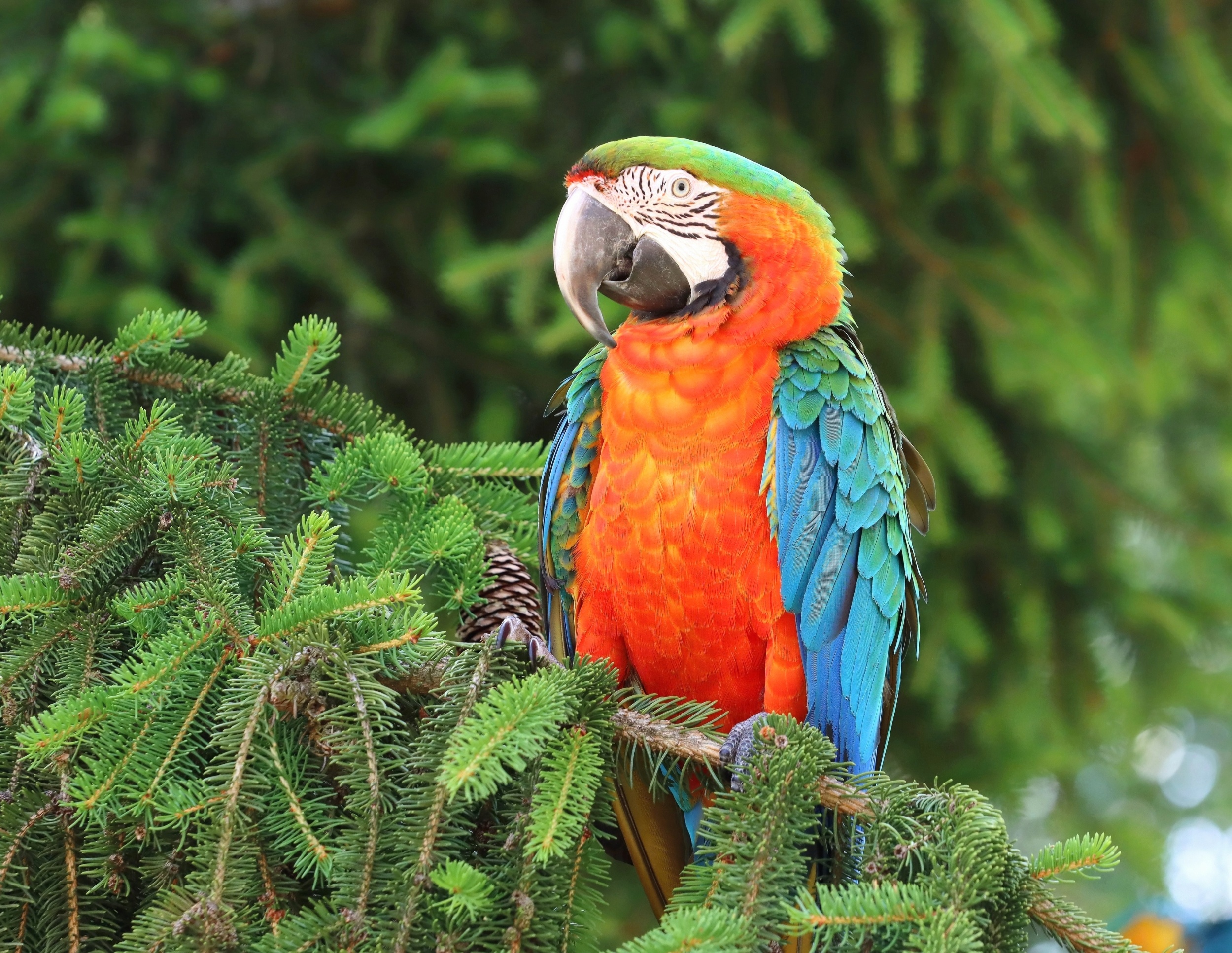 Parrot DNA reveals ancient trade route across the Andes