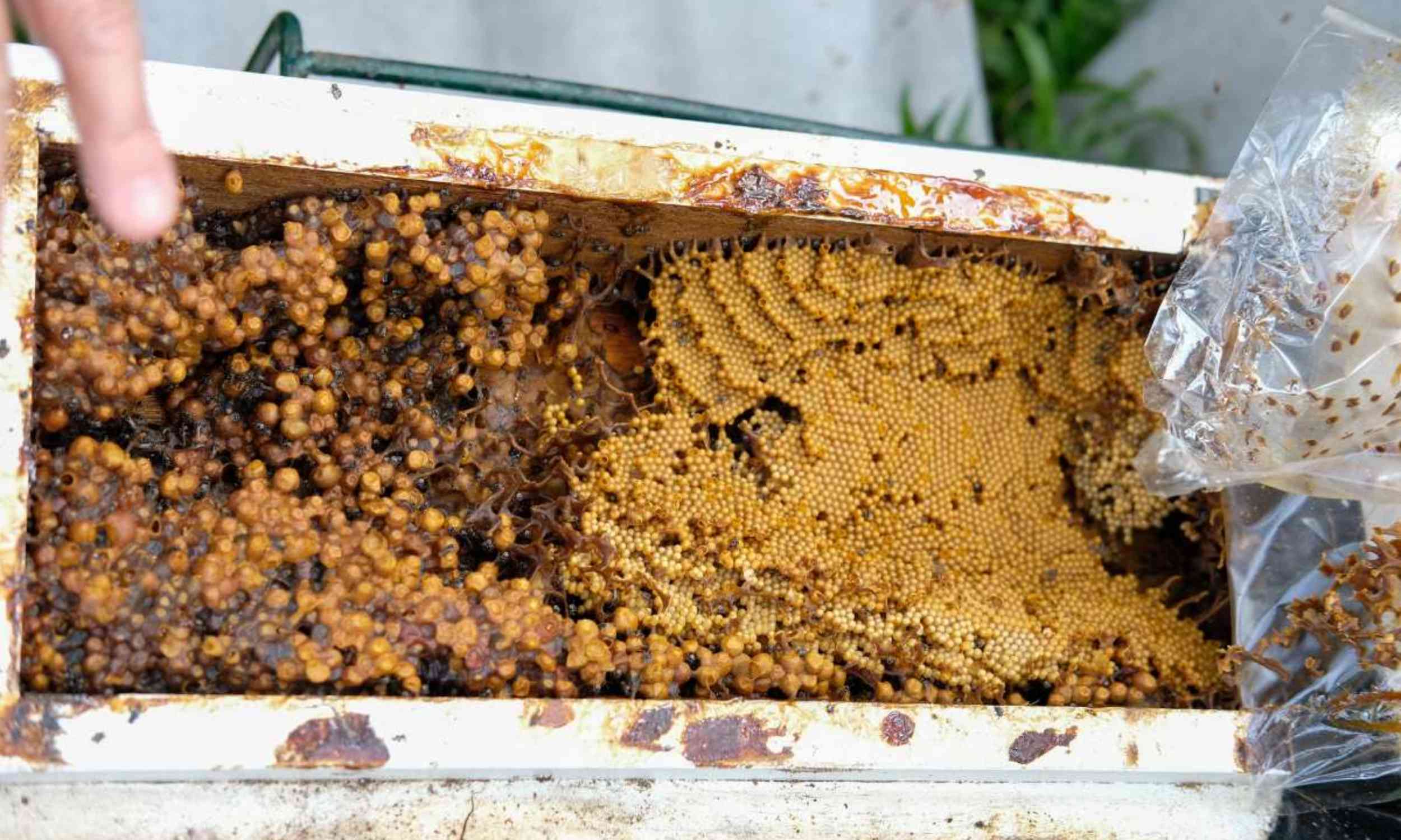 Stingless bees become first insects with legal rights in the Amazon