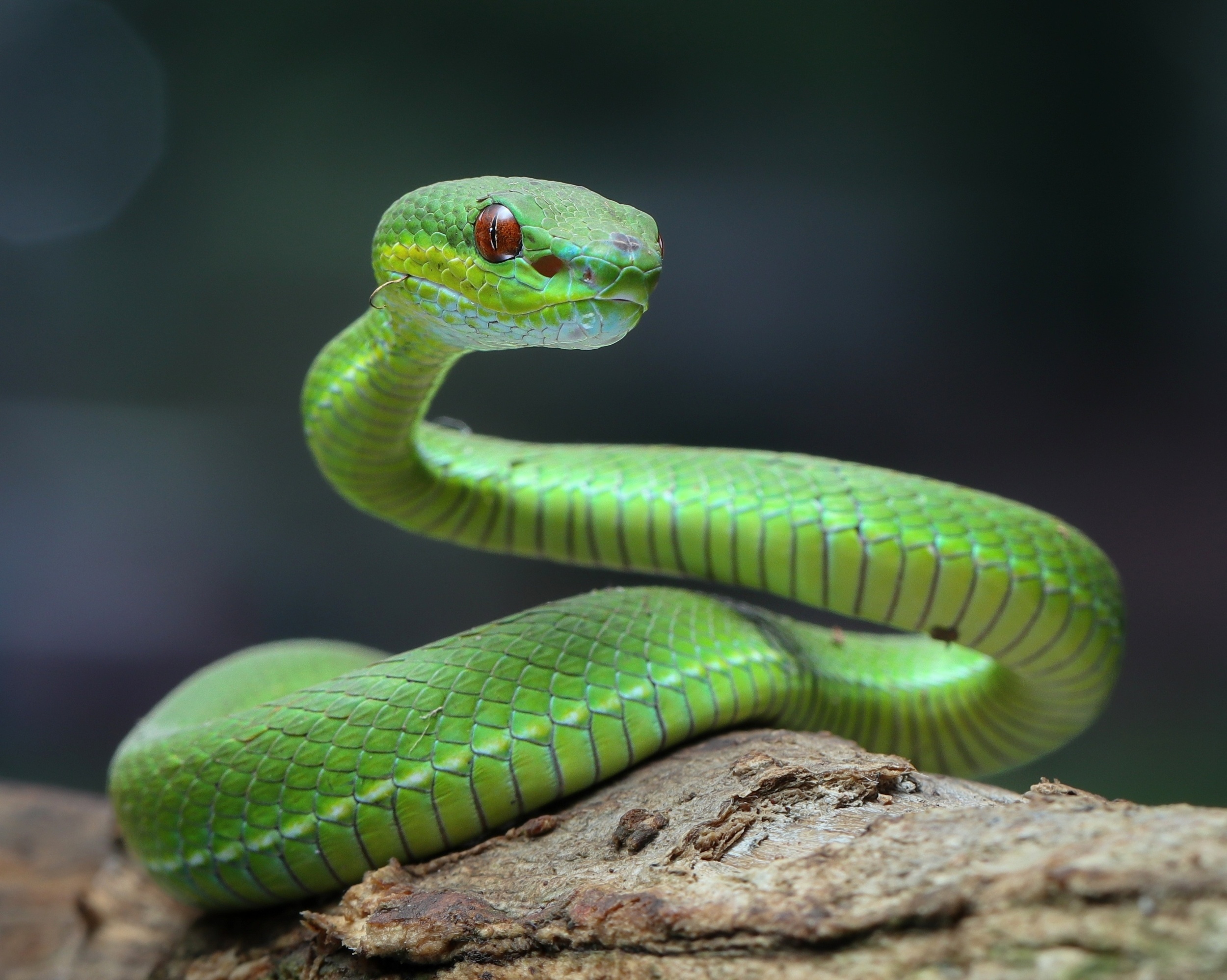 Scientists discover how snakes stand upright without limbs