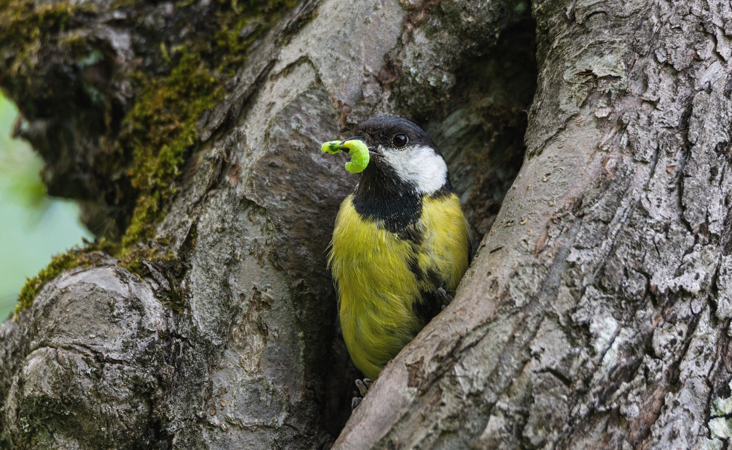 Extreme spring weather is making life harder for baby birds
