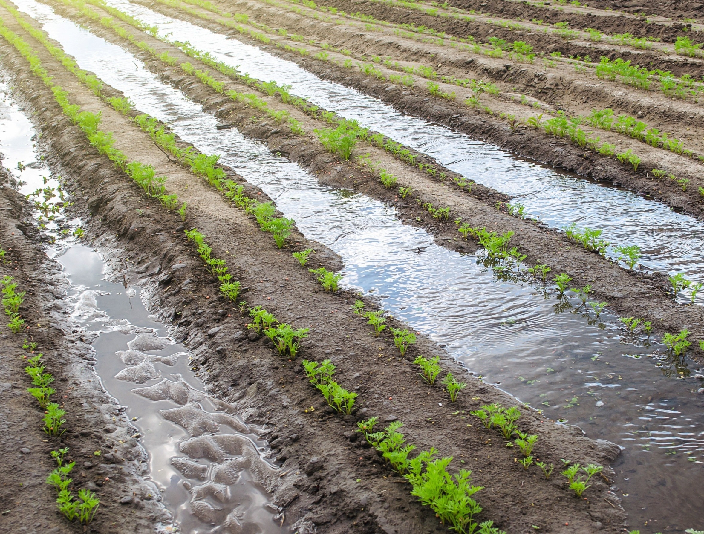 Plants pause growth during stress, then restart when conditions improve