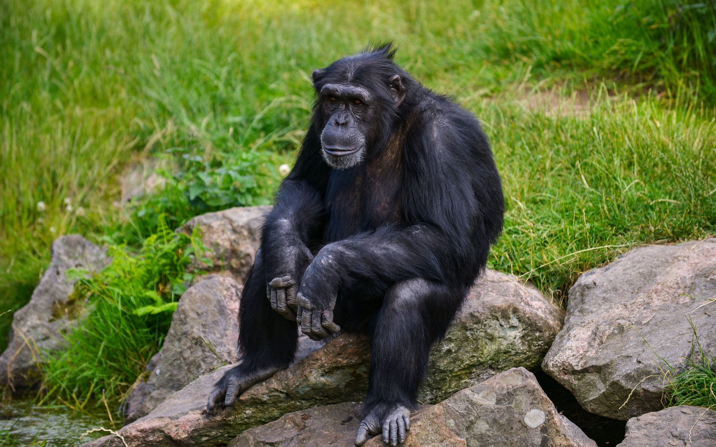 Peaceful bonobos? New study challenges their gentle reputation