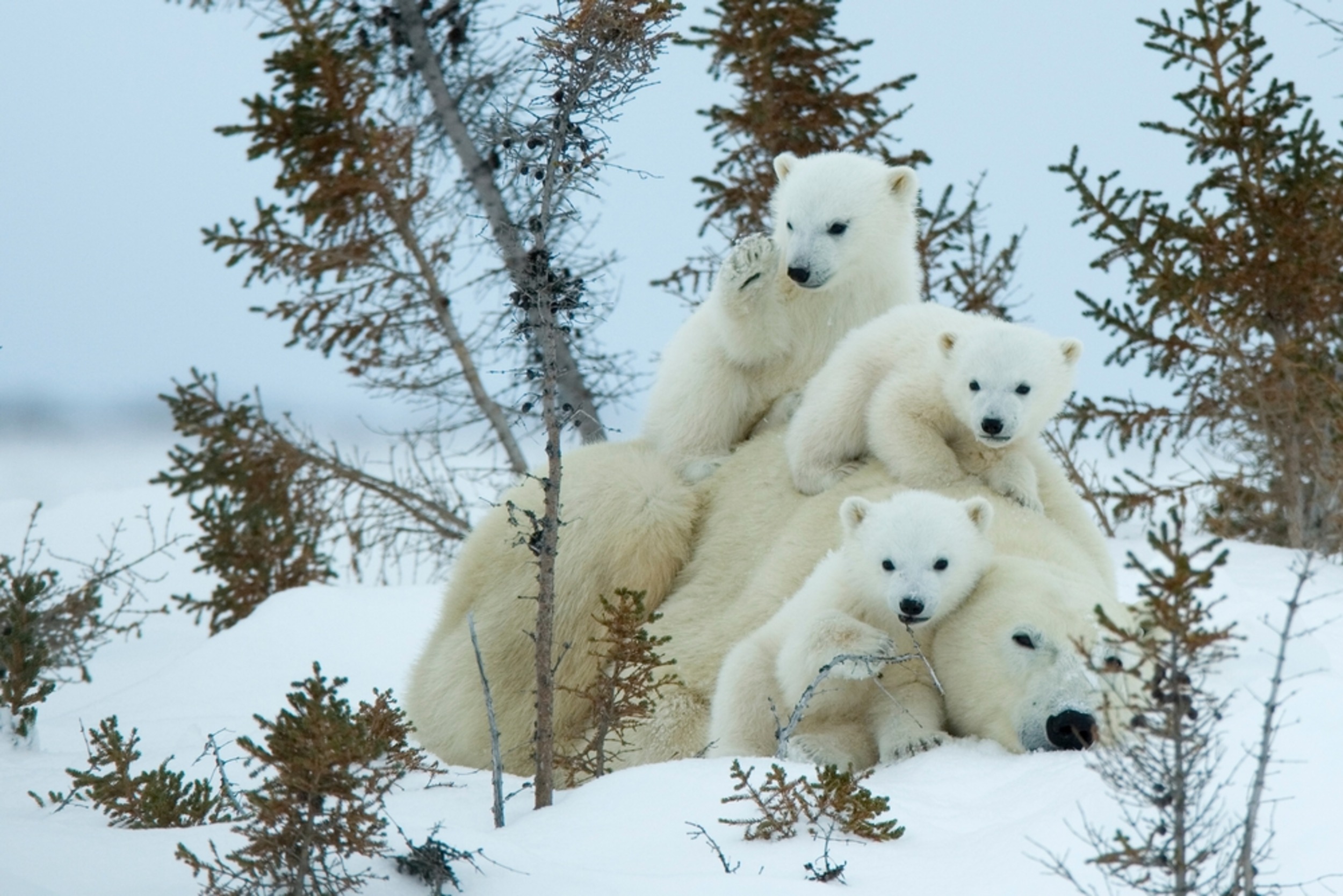 Conservation efforts supplying polar bears with more food