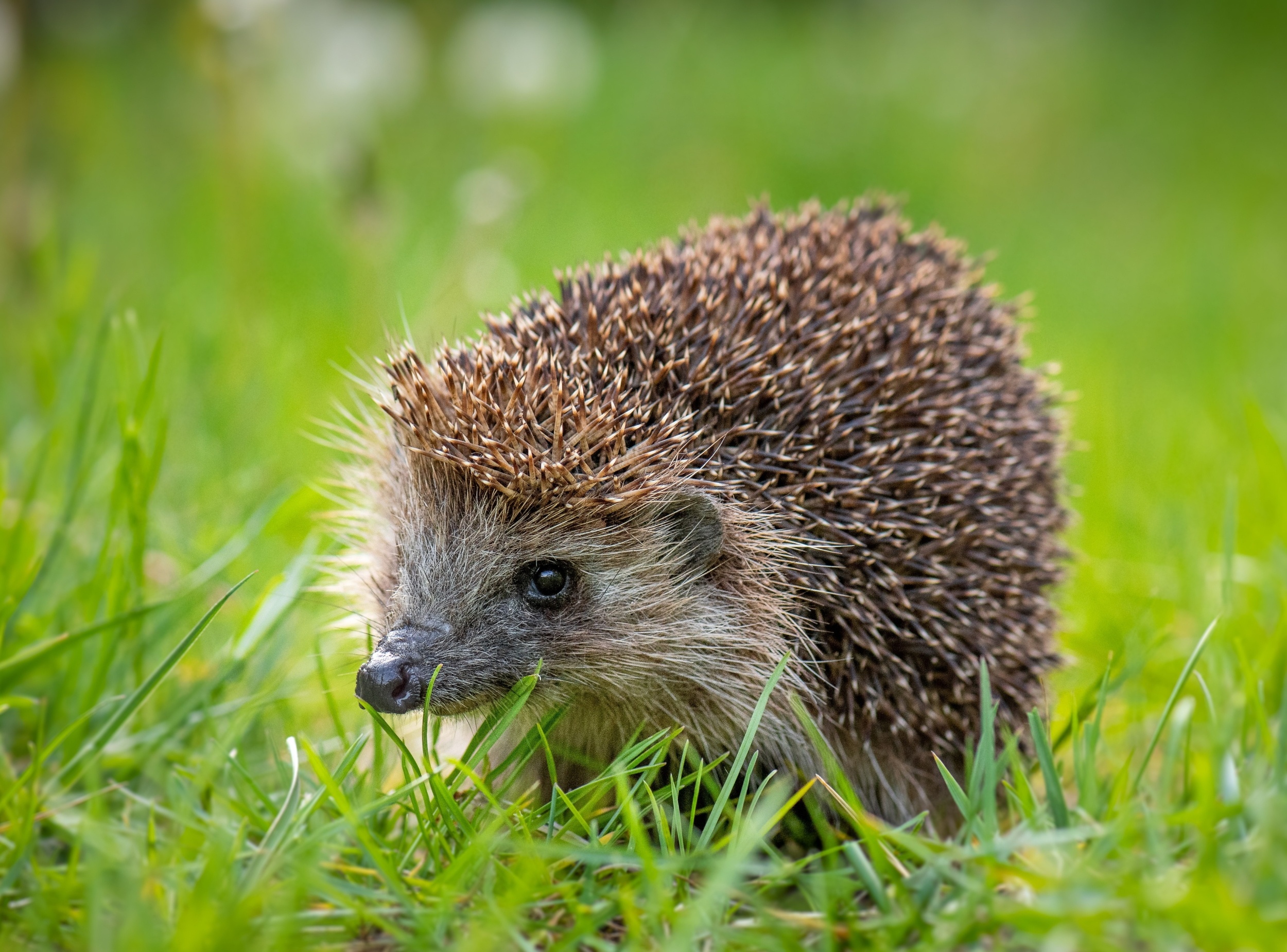 Hedgehogs can hear ultrasound - and it may help save them