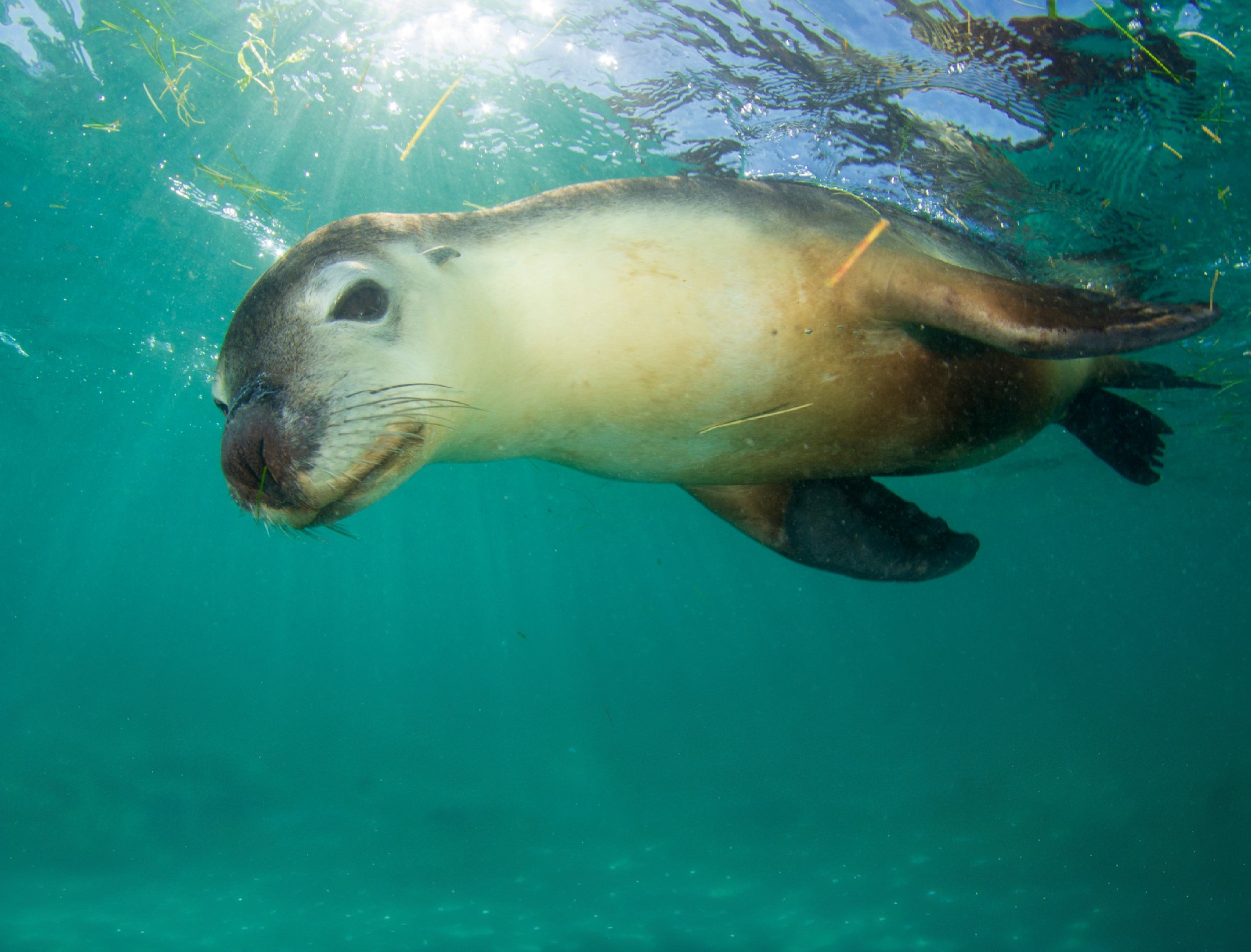 Seal brains may help explain why humans can talk