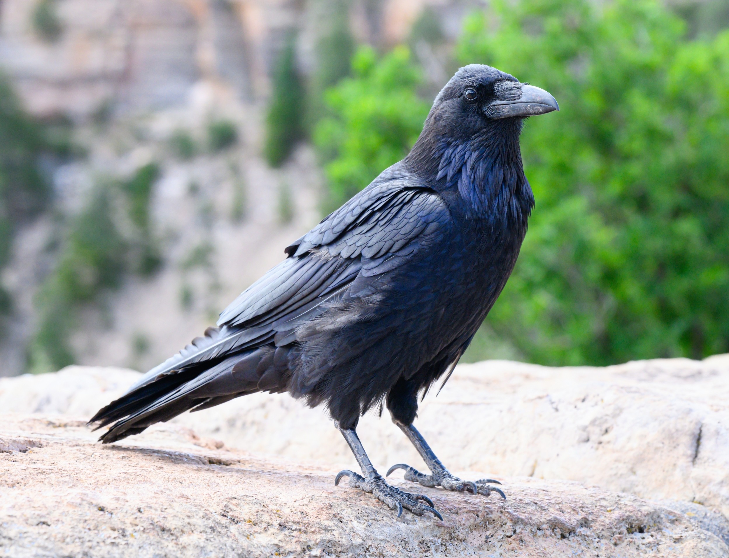 Ravens remember where wolves hunt and return for easy meals