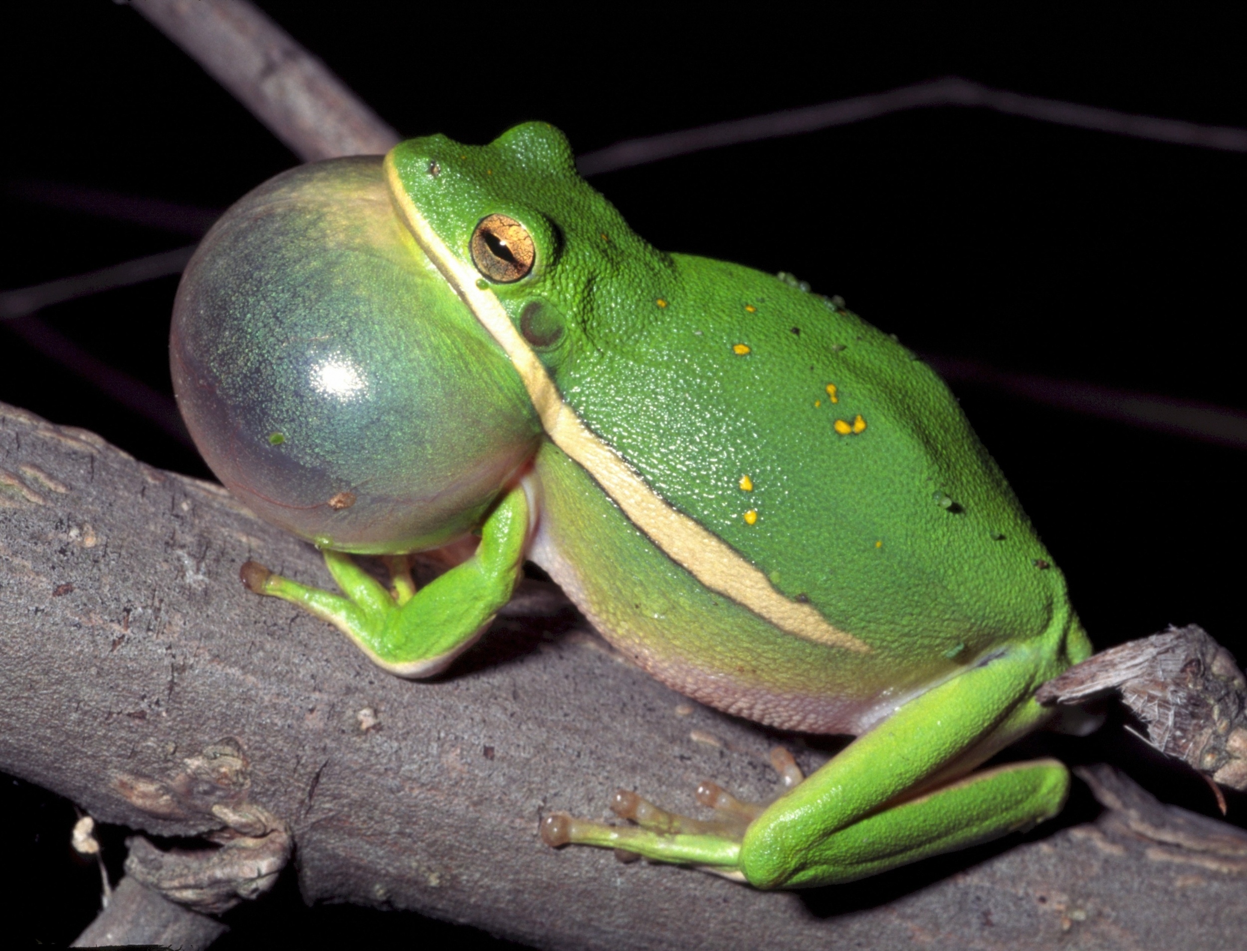 Frogs with the best mating calls may also carry the most parasites