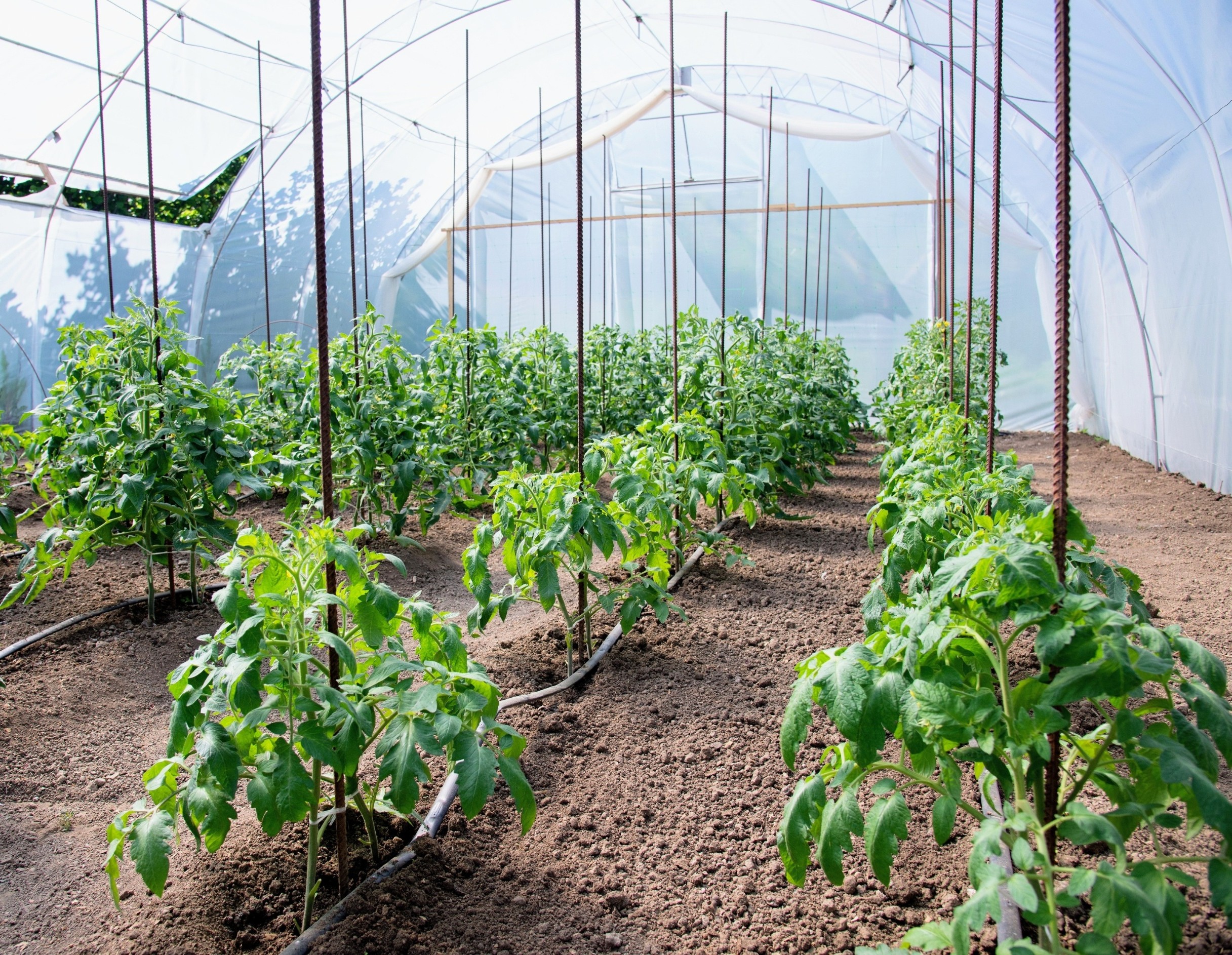 Crops irrigated with wastewater store pharmaceuticals in their leaves