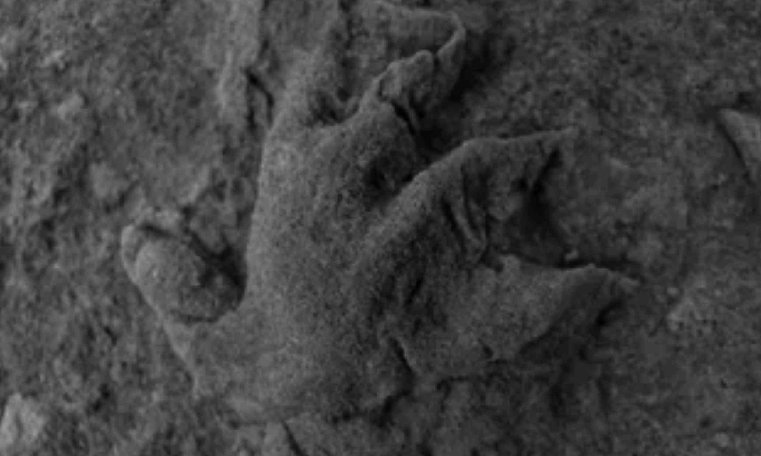152-million-year-old lizard footprints reshape Europe’s fossil record