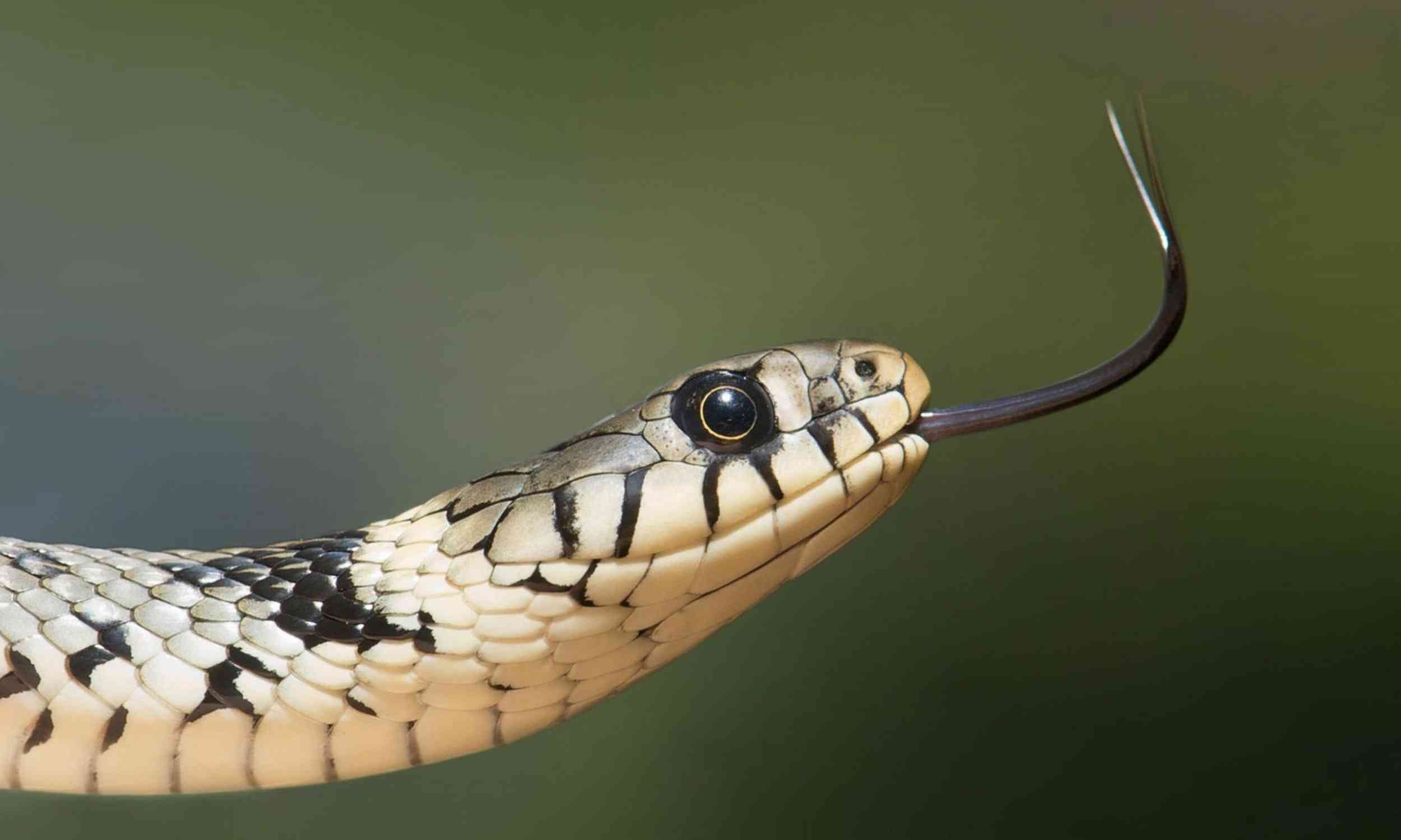 Snakes can go months without food - genetics may explain how