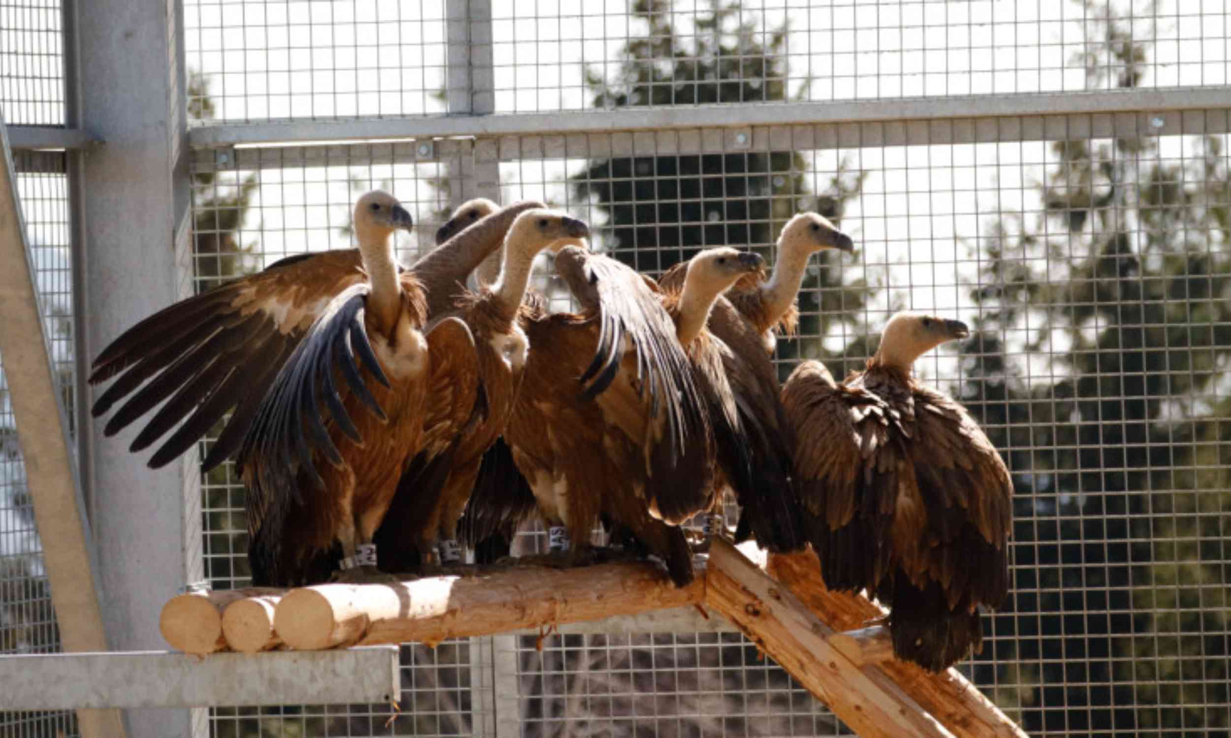 Griffon vultures return to Romania’s skies after 70 years of absence