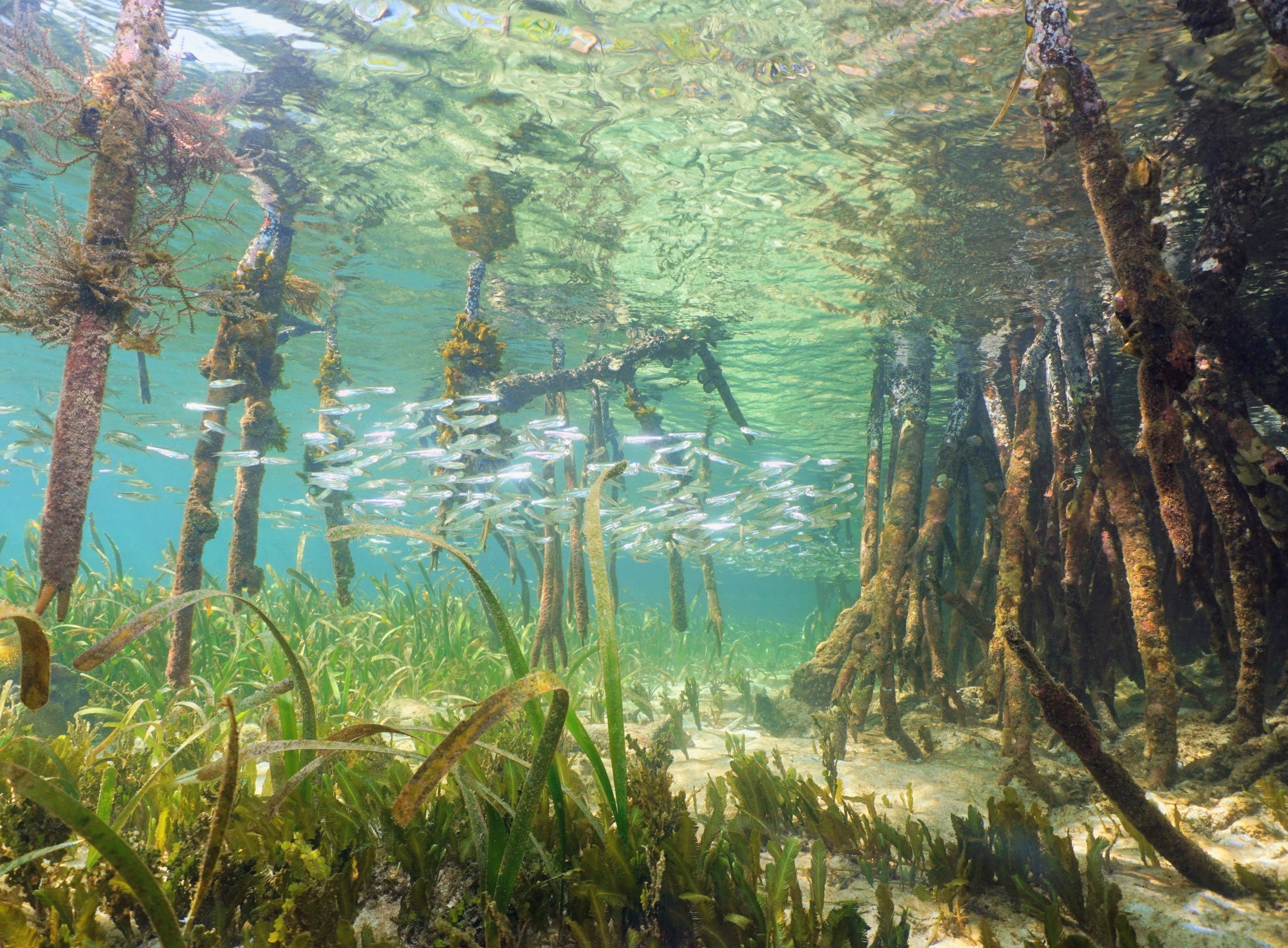 Mangrove waters are losing oxygen, putting fish nurseries at risk