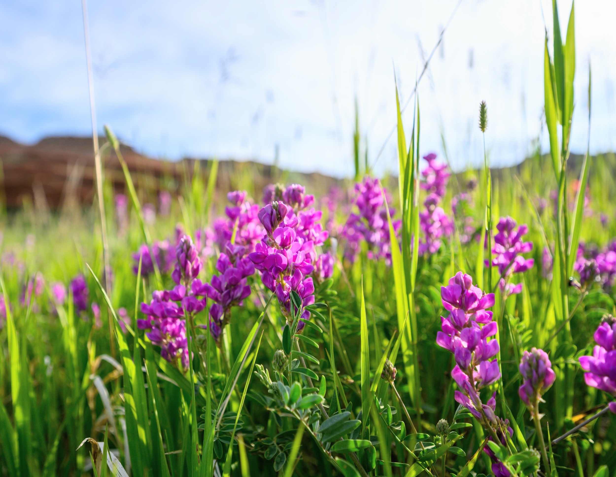 Wildflowers evolved fast enough to survive a historic drought