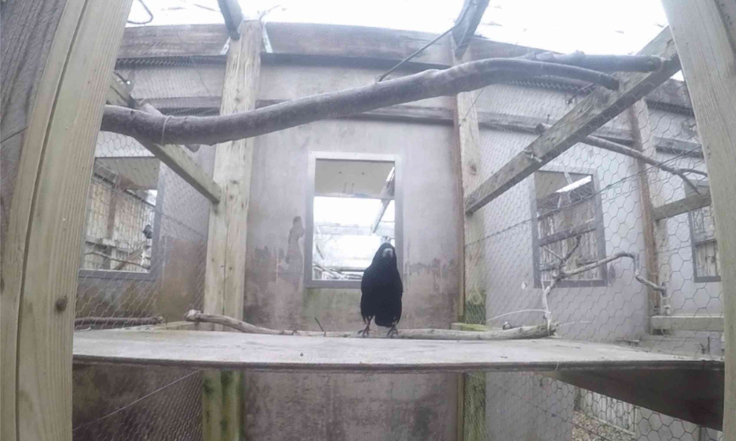 This bird can follow human voice commands - and it's not a parrot