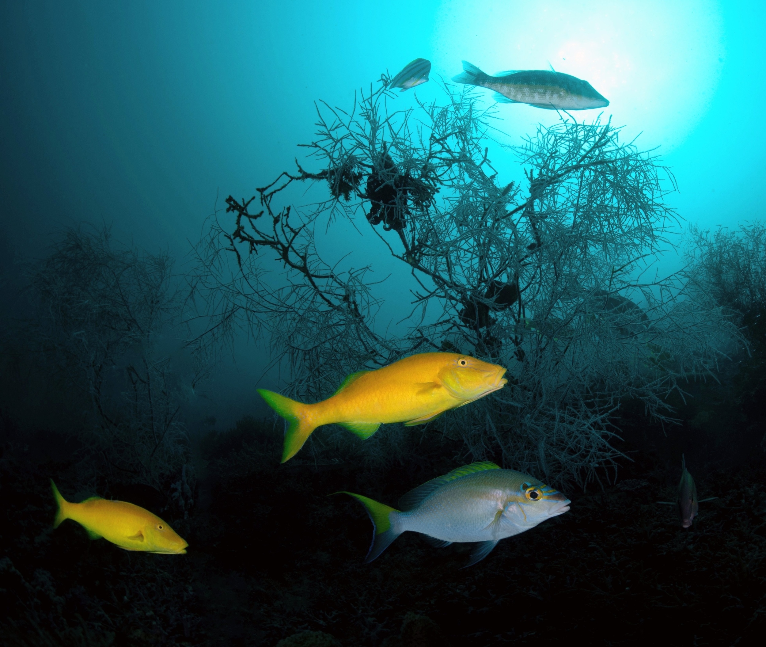Deep-sea coral reef found off Argentina is one of the world's largest