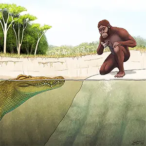 Researchers led by the University of Iowa have described and named a new crocodile species that roamed a region in Africa more than 3 million years ago. The species is named Lucy’s hunter, because it overlapped with the famed Lucy and her hominin kin and would have hunted them. Credit: Tyler Stone, University of Iowa