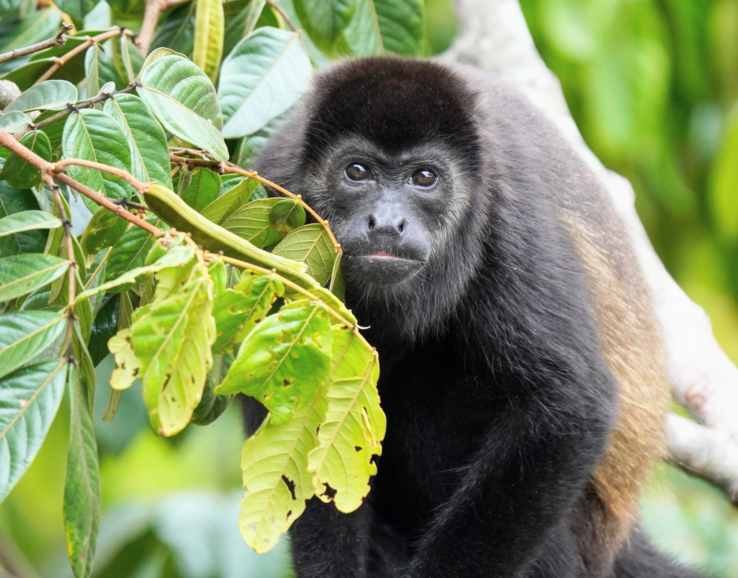 Howler monkeys started eating leaves 13 million years ago, changing the course of primate evolution