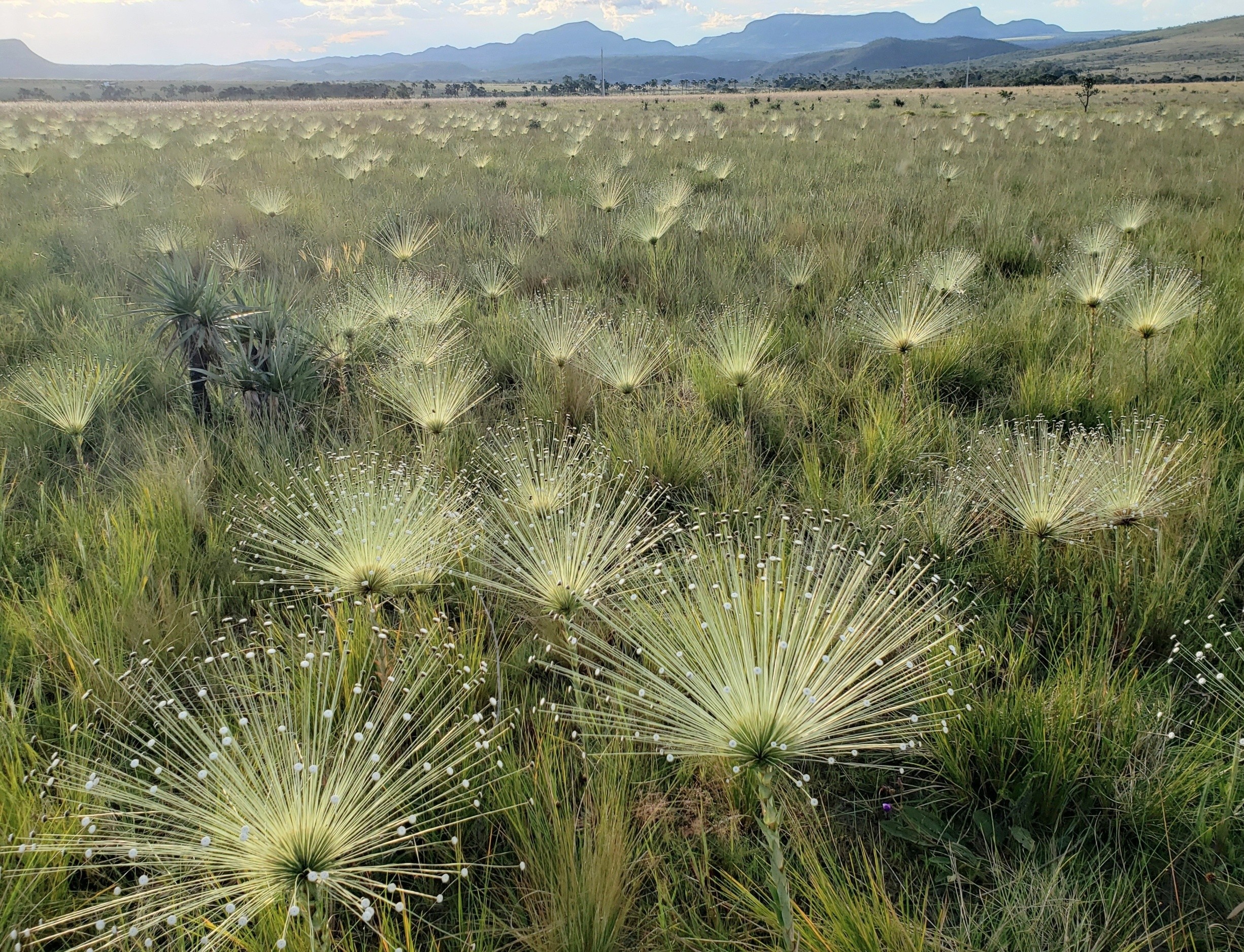 Brazil’s wetlands may rival the Amazon in carbon storage