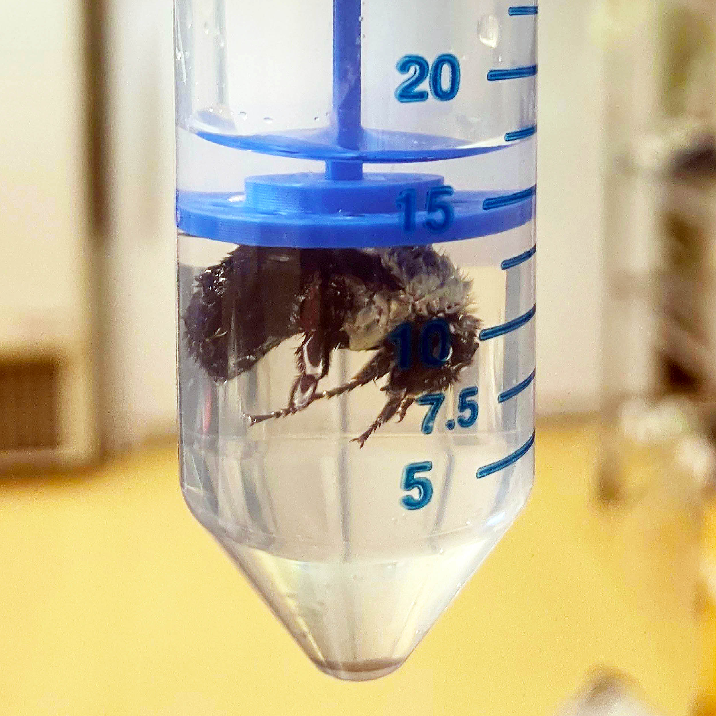 Bumble bee queens can survive fully submerged underwater for over a week, according to a fascinating new study