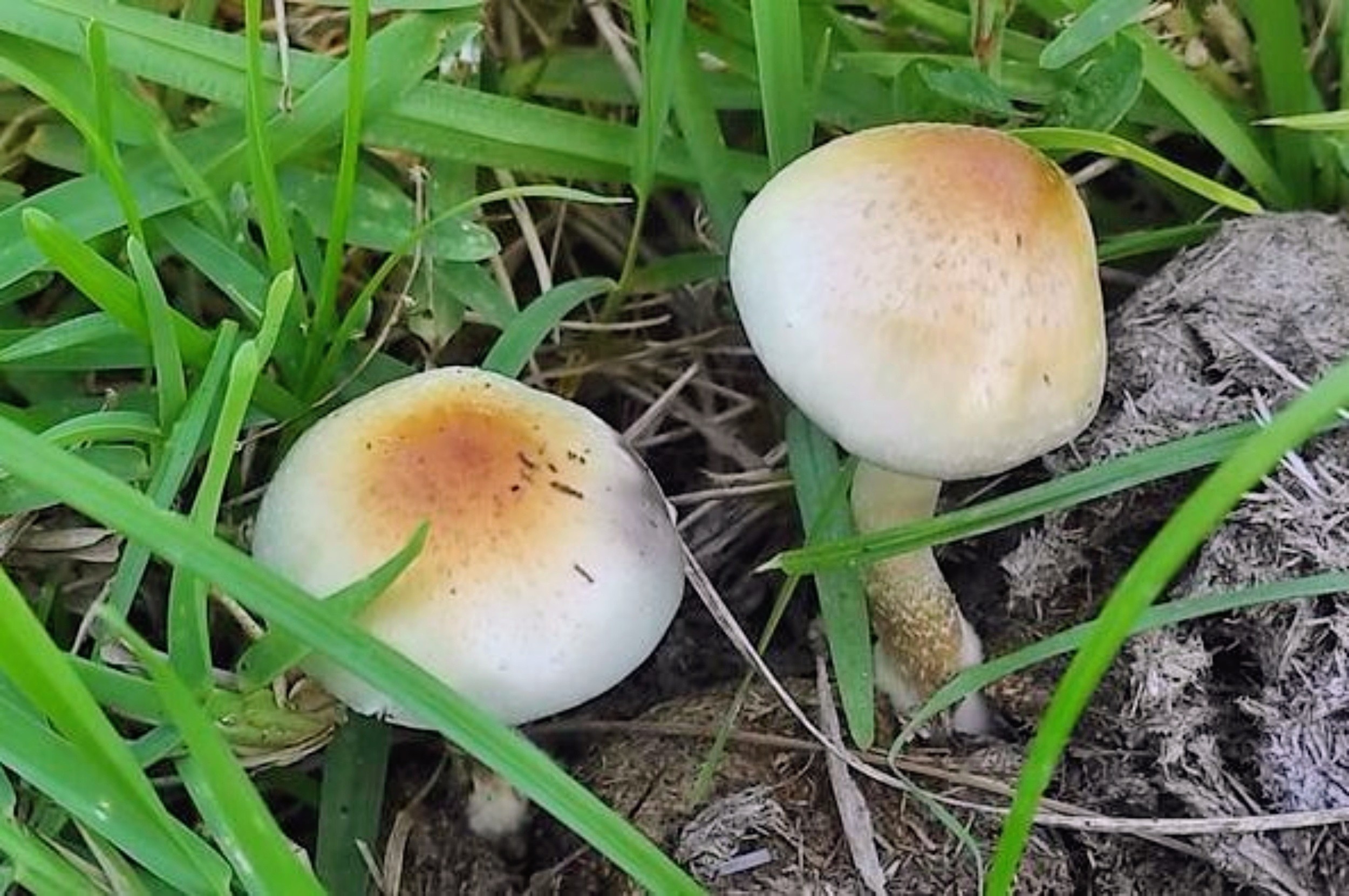 Famous magic mushroom has a newly discovered African relative