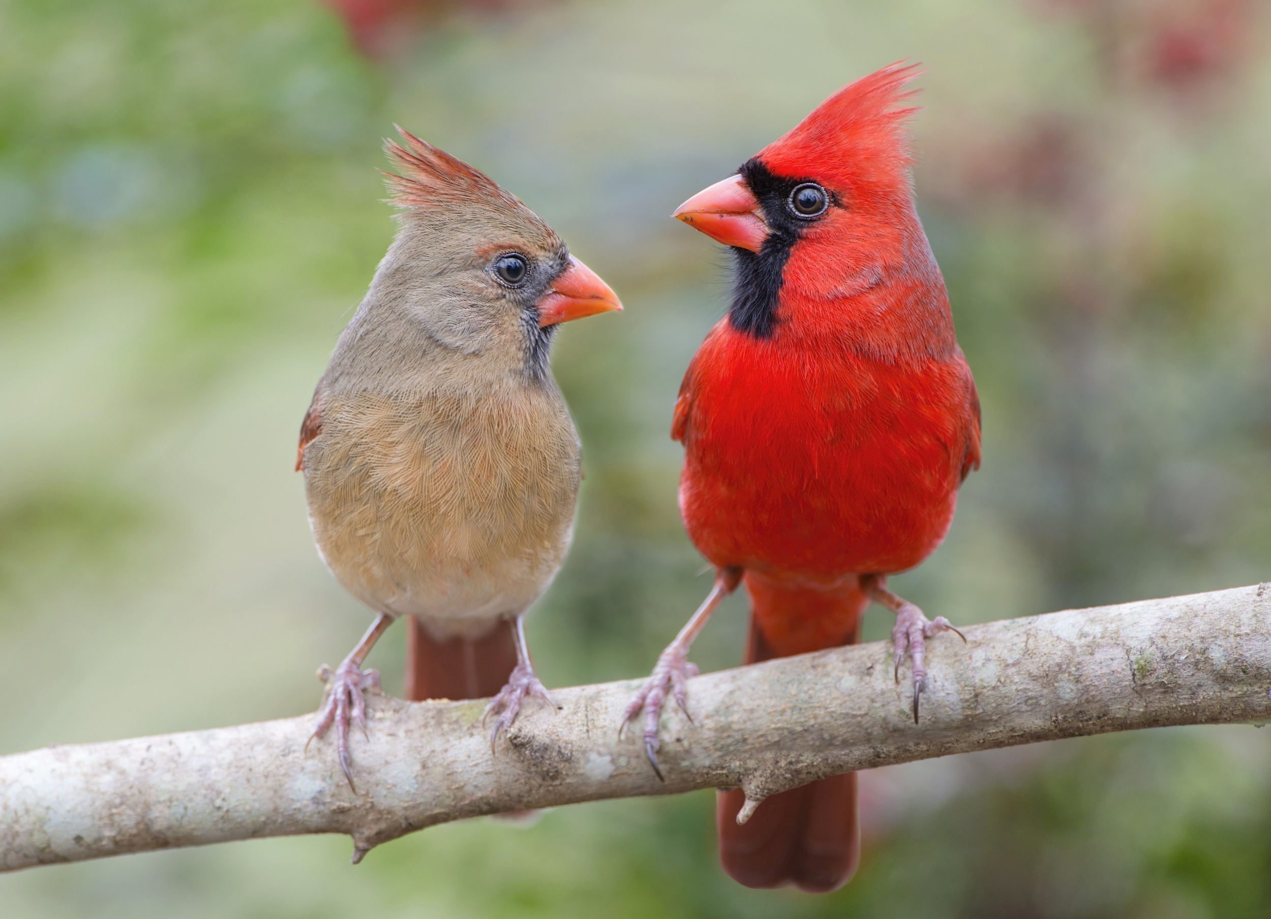 Stress changes gut bacteria in wild songbirds
