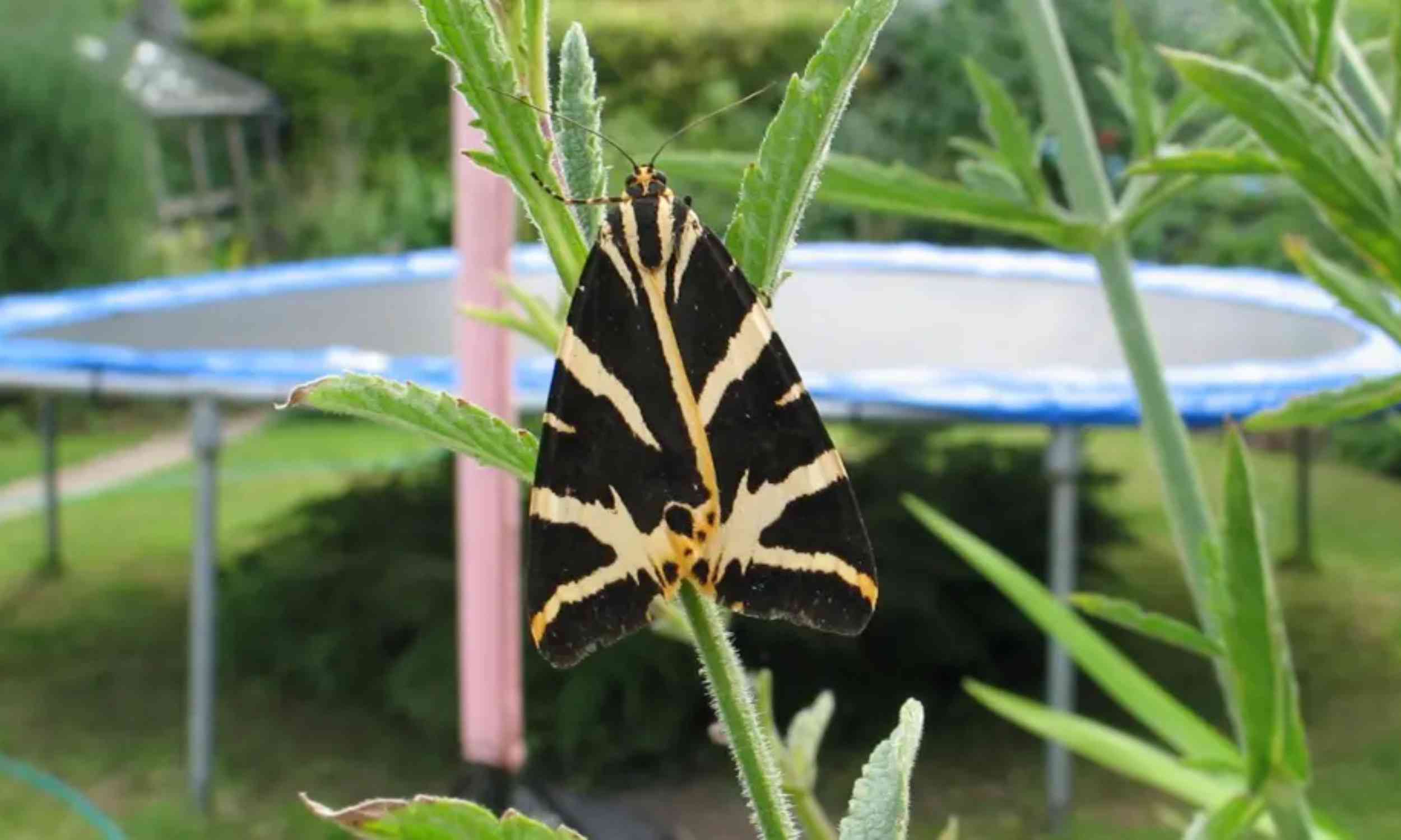 Britain’s butterflies rebound but scientists warn populations remain fragile