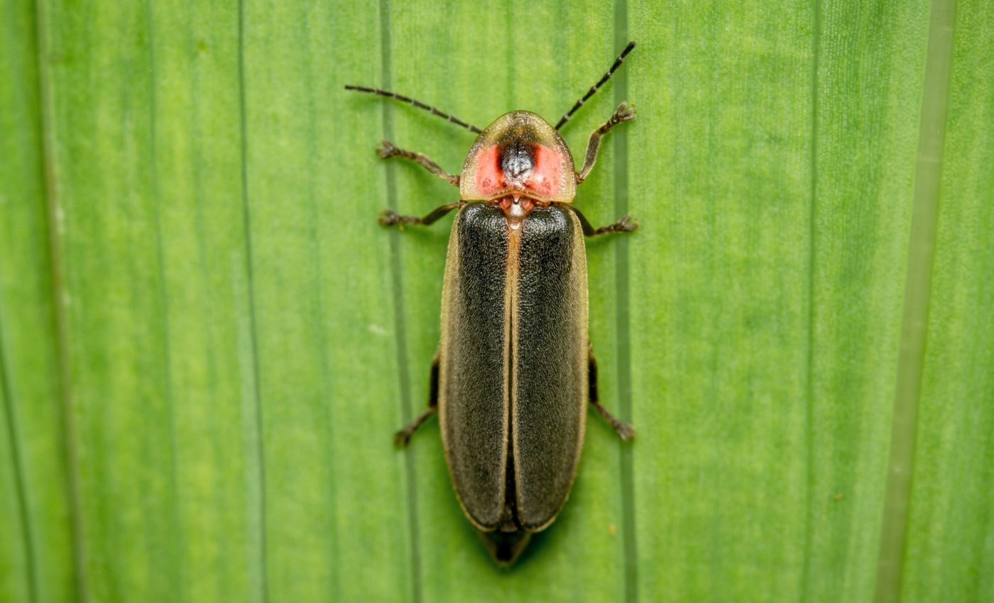 Scientists uncover the secret timing behind synchronized fireflies