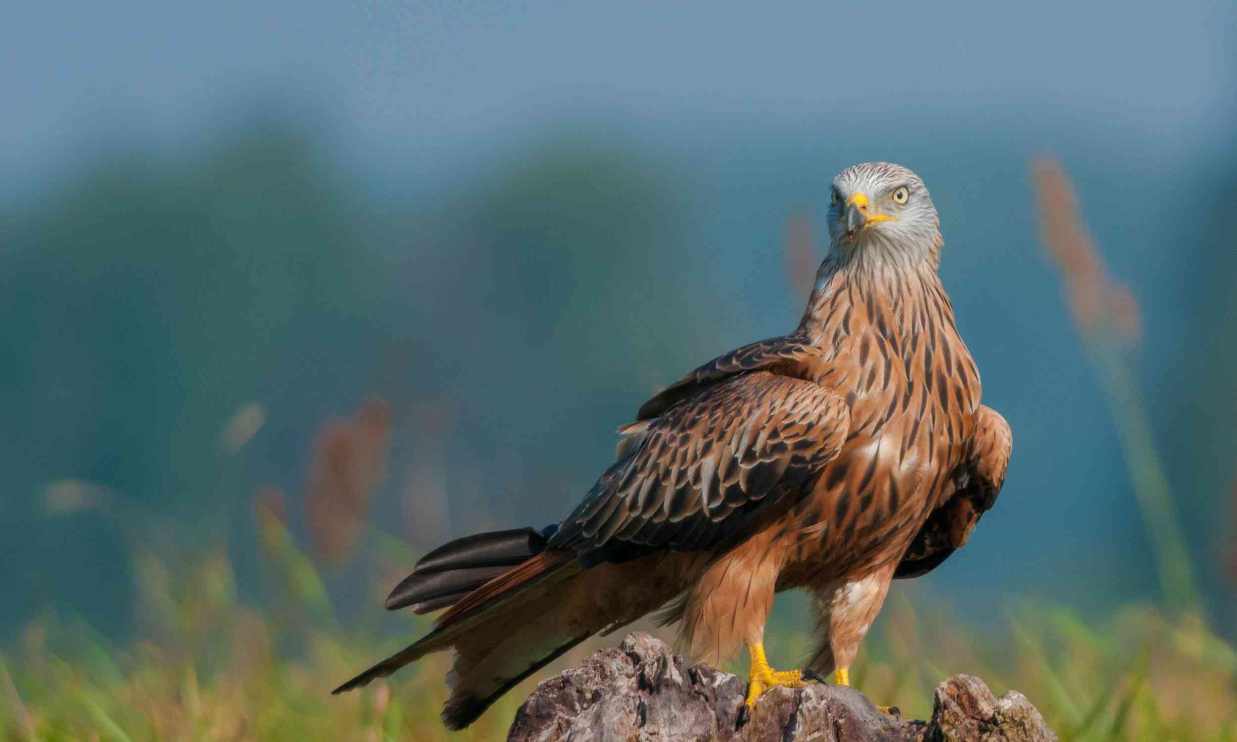 Once near extinction, this bird of prey rebounds in Denmark