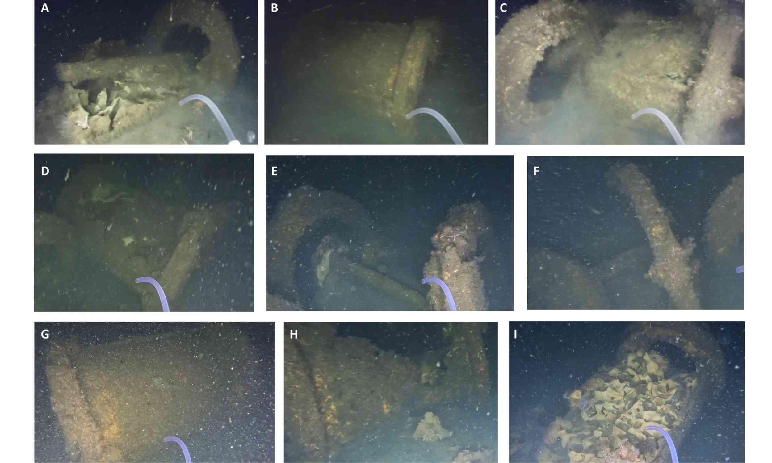 WWII warheads in Baltic Sea become unlikely marine habitats