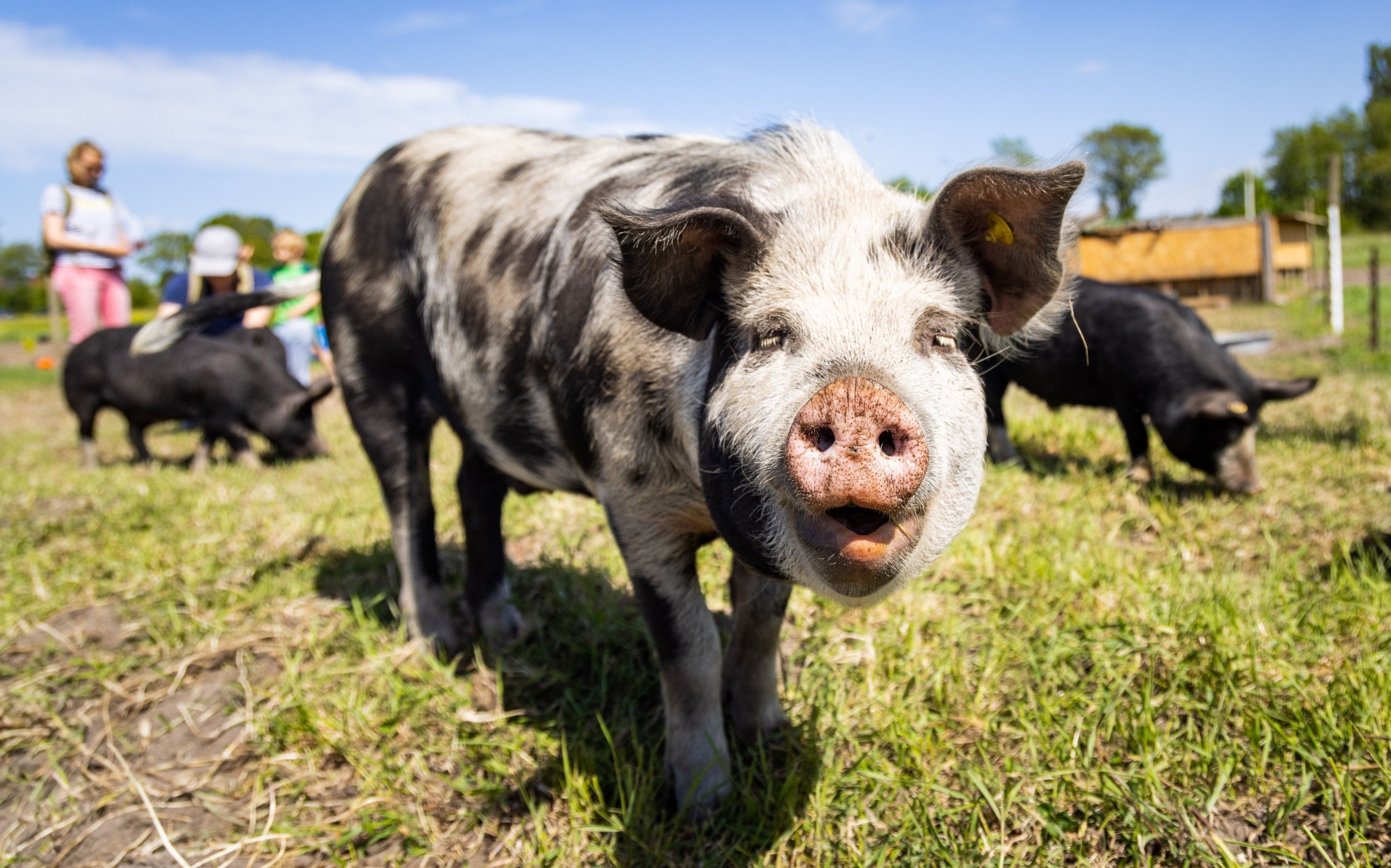 Pig farms produce a strong gas that contributes to climate change and ozone depletion