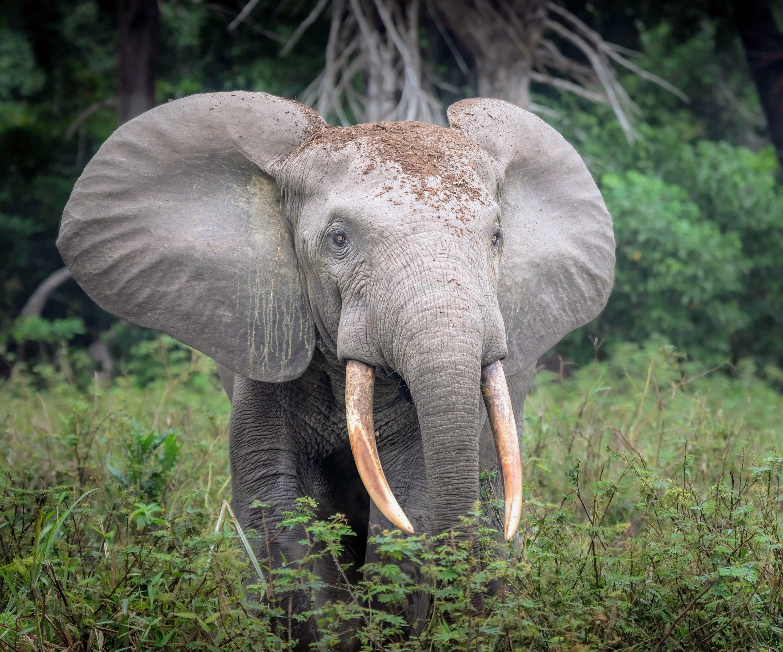 Elephant teeth reveal an unexpected story about Neanderthals